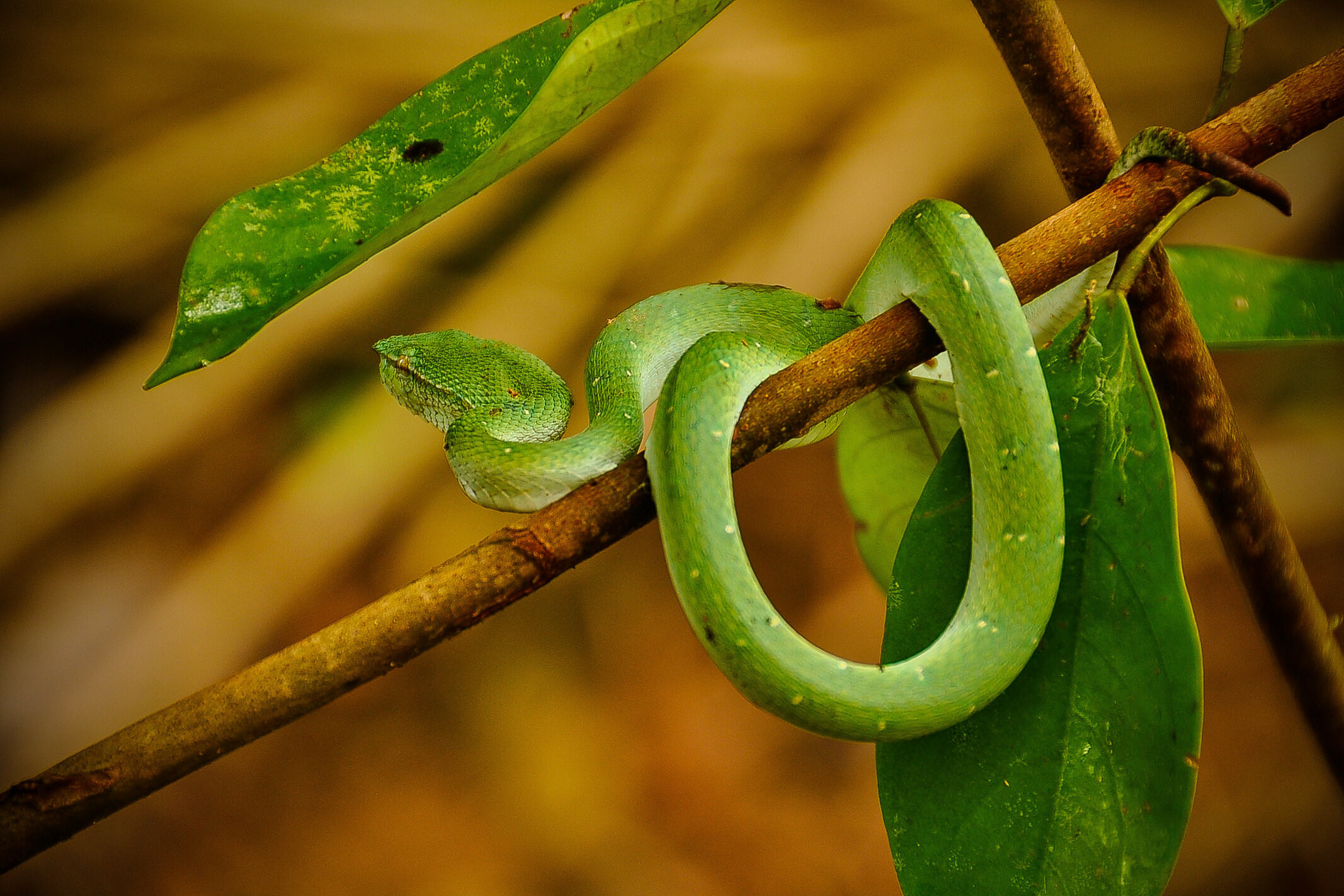 Maleisie Rafflesia Bloem Ganung Gading National Park