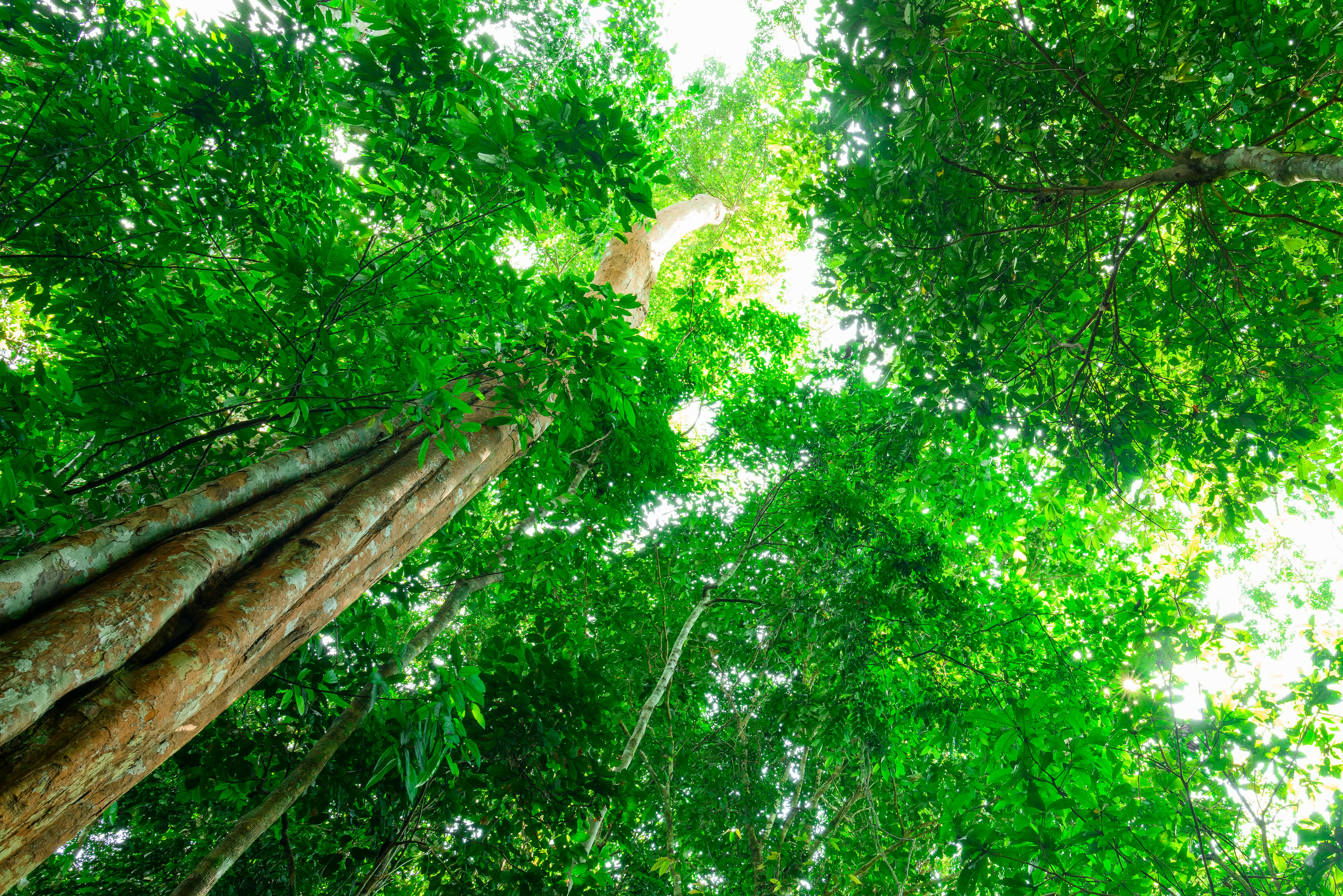 Maleisie Rafflesia Bloem Ganung Gading National Park