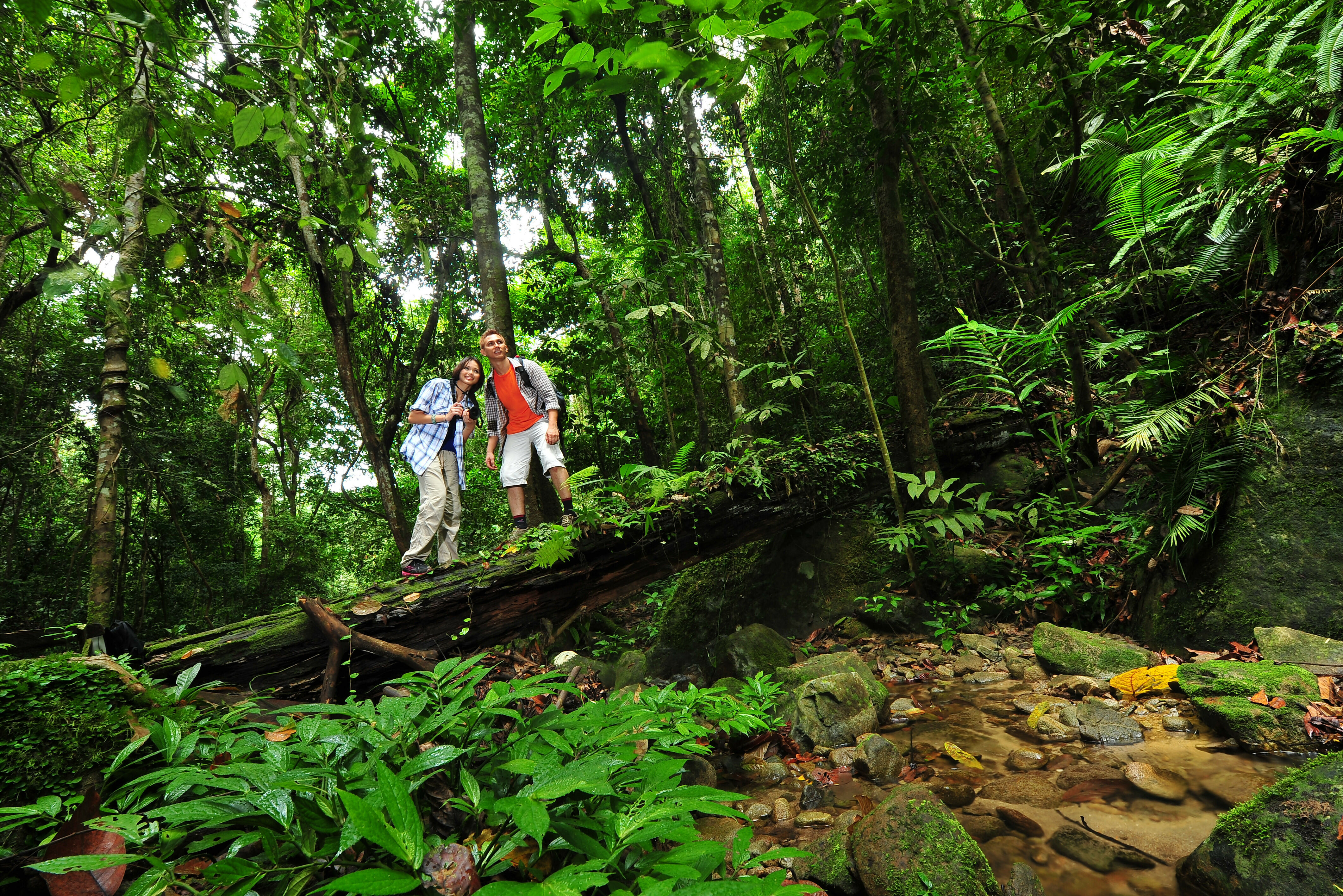 Maleisie Rafflesia Bloem Ganung Gading National Park