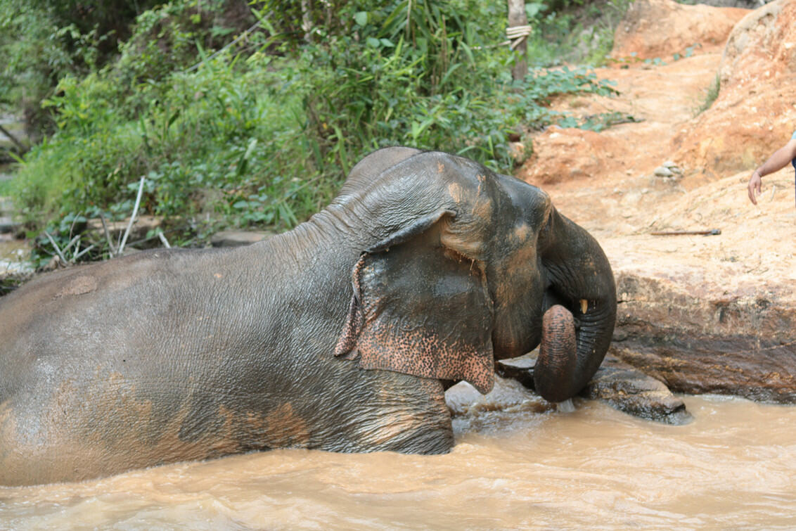 Badderende olifant in Maleisie