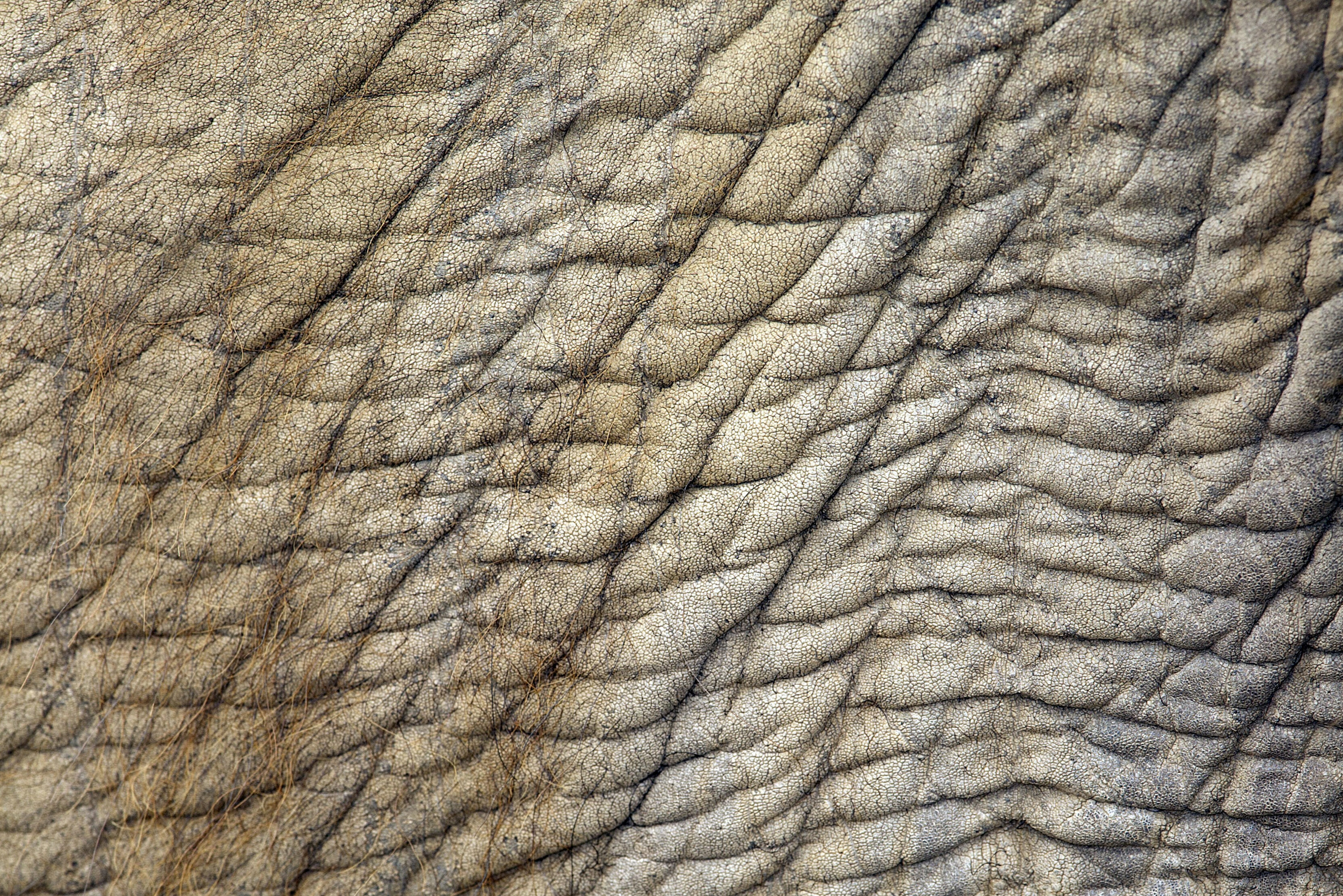 Detail olifantenhuid