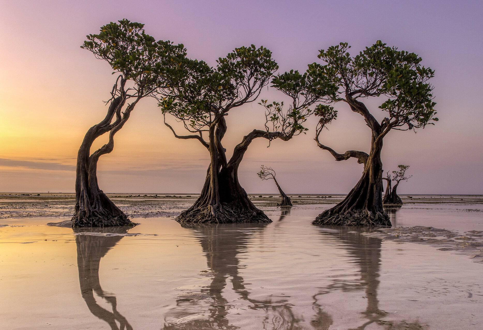 Prachtige mangrovebomen bij Walakiri Beach op Sumba in Indonesie
