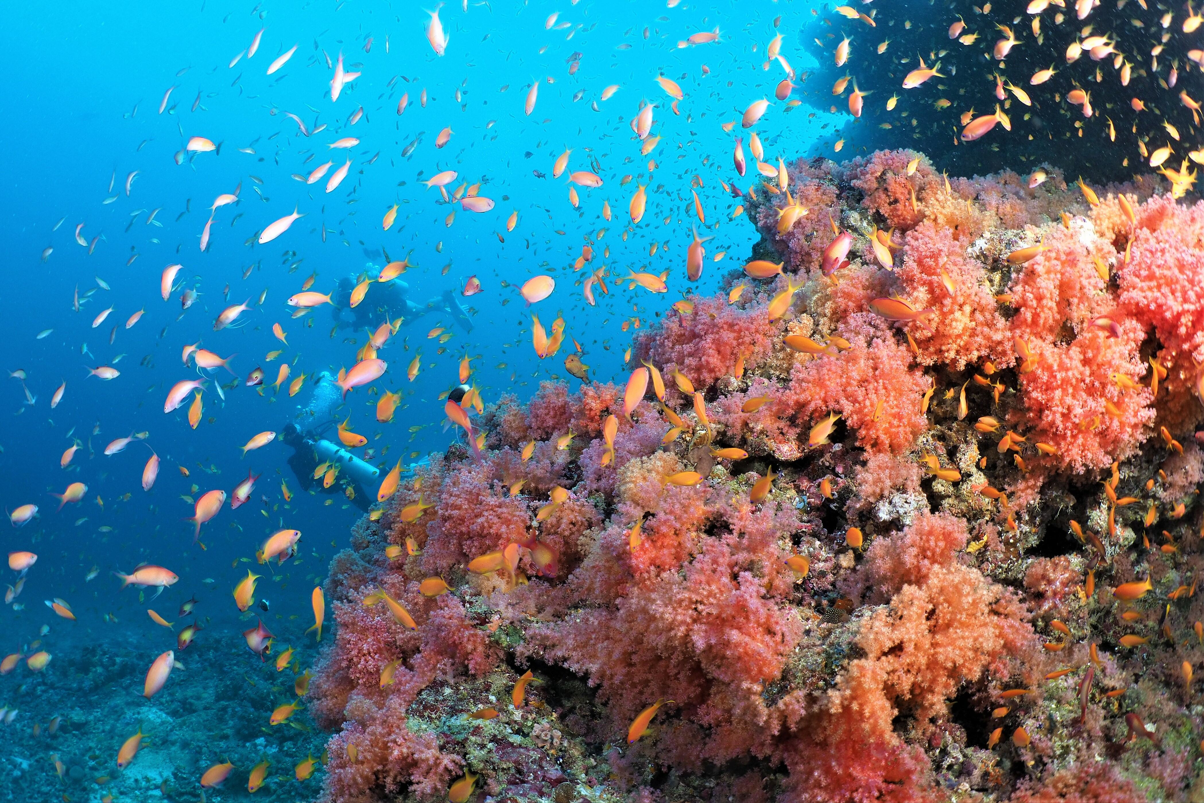 Malediven Adaaran Select Meedhupparu Resort Koraal