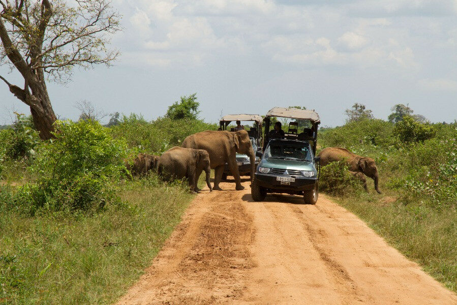 Game drive in Yala National Park vanuit Mahoora Camp