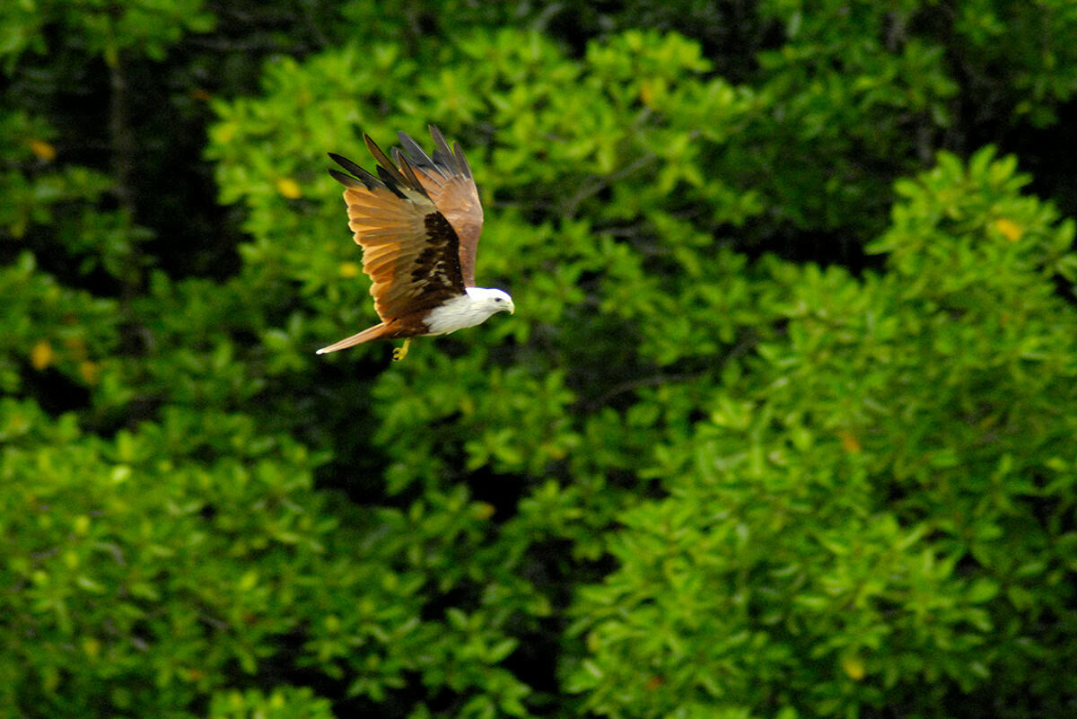 Zeearend bij Langkawi