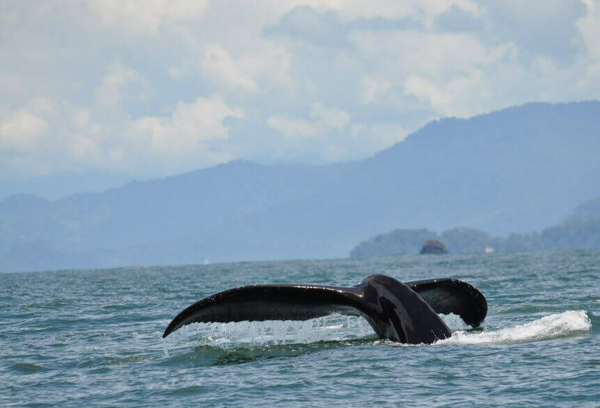 Costa Rica Uvita Walvisstaart