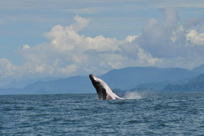 Costa Rica Uvita Walvis