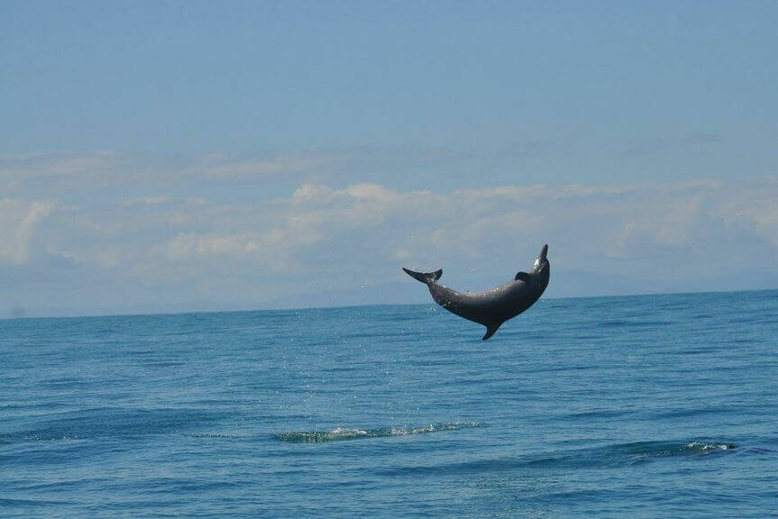 Costa Rica Uvita Dolfijn