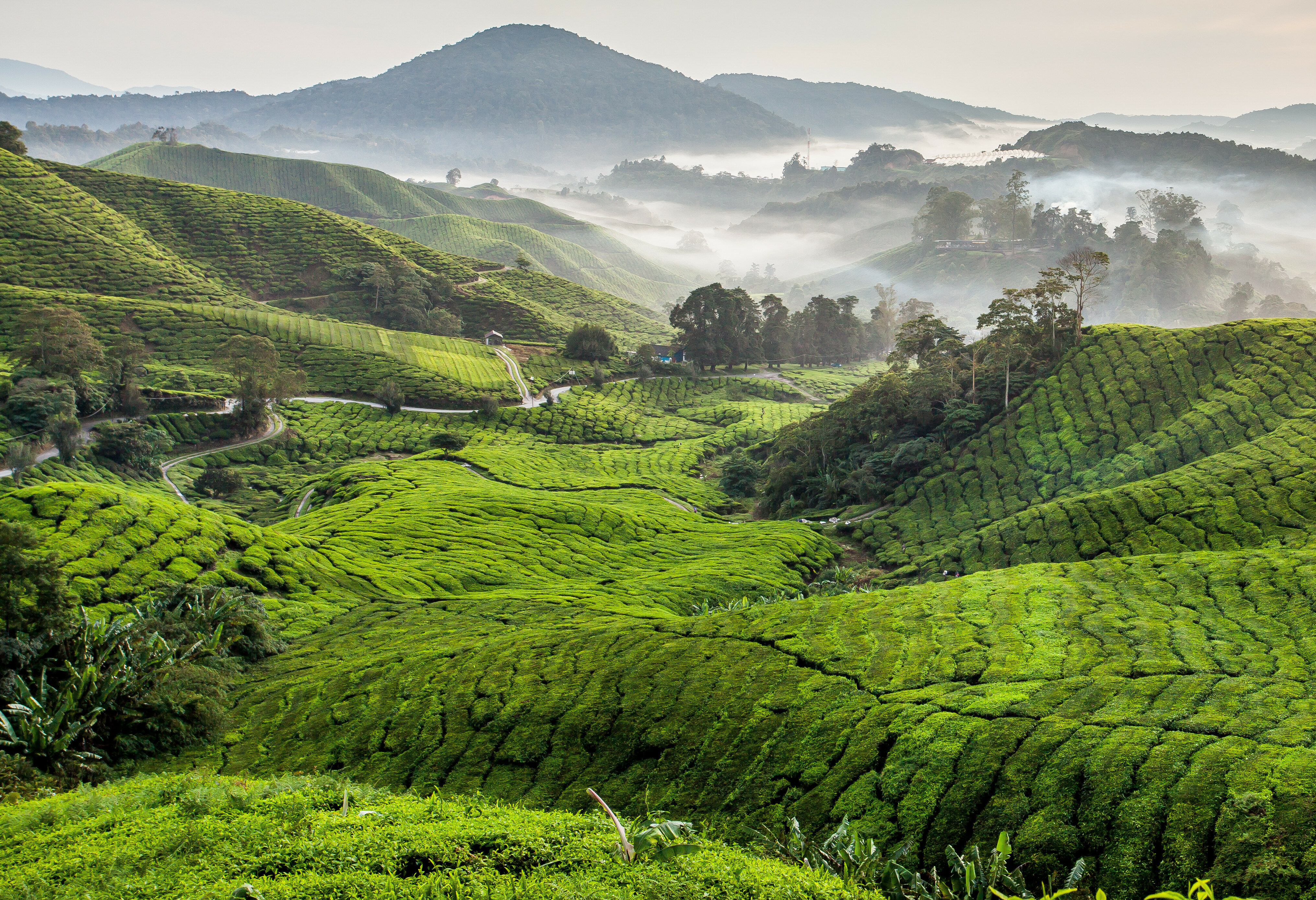Cameron Highlands theevelden