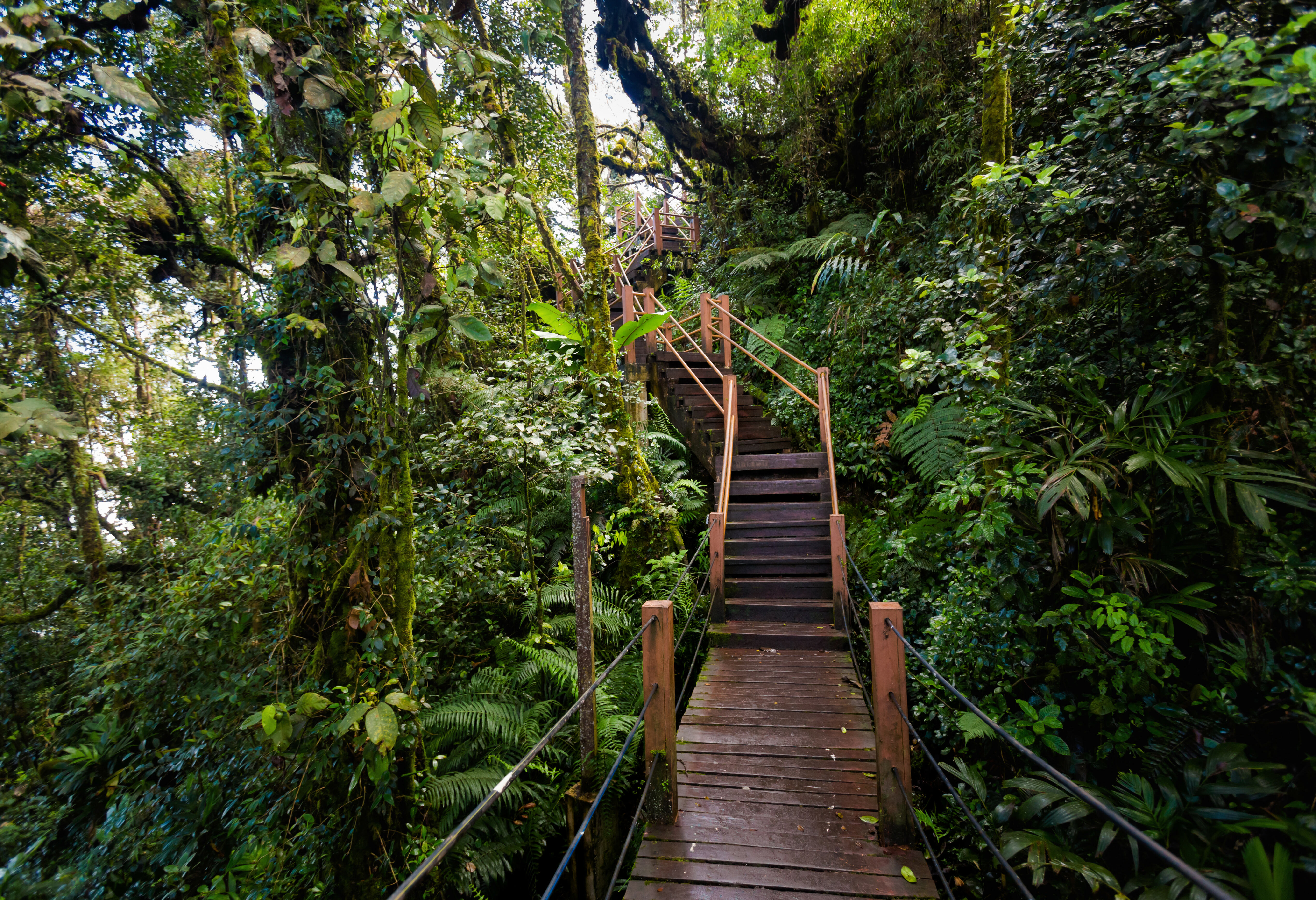 Mossy Forest bij Cameron Highlands