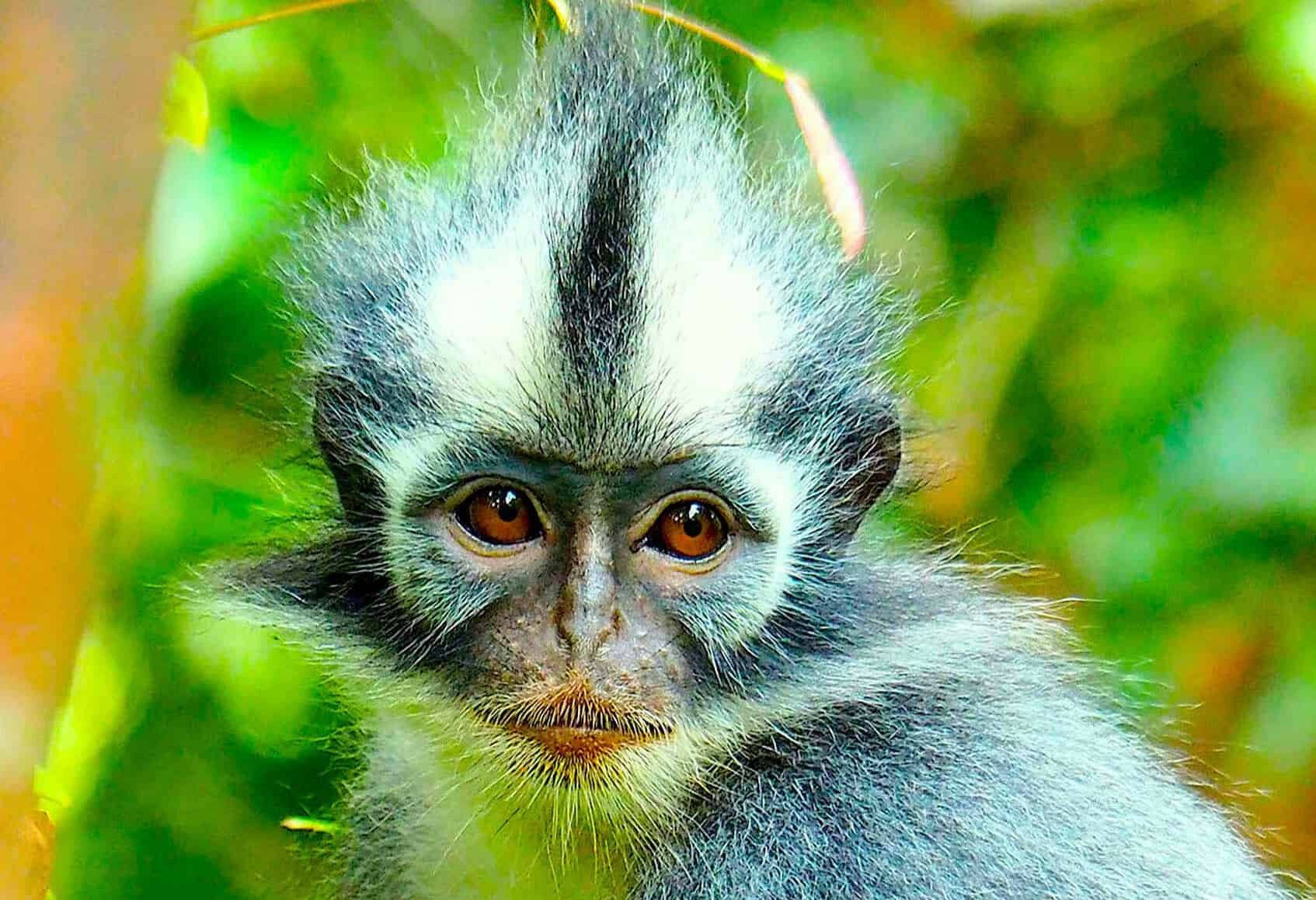 Thomas leaf aapje in Bukit Lawant