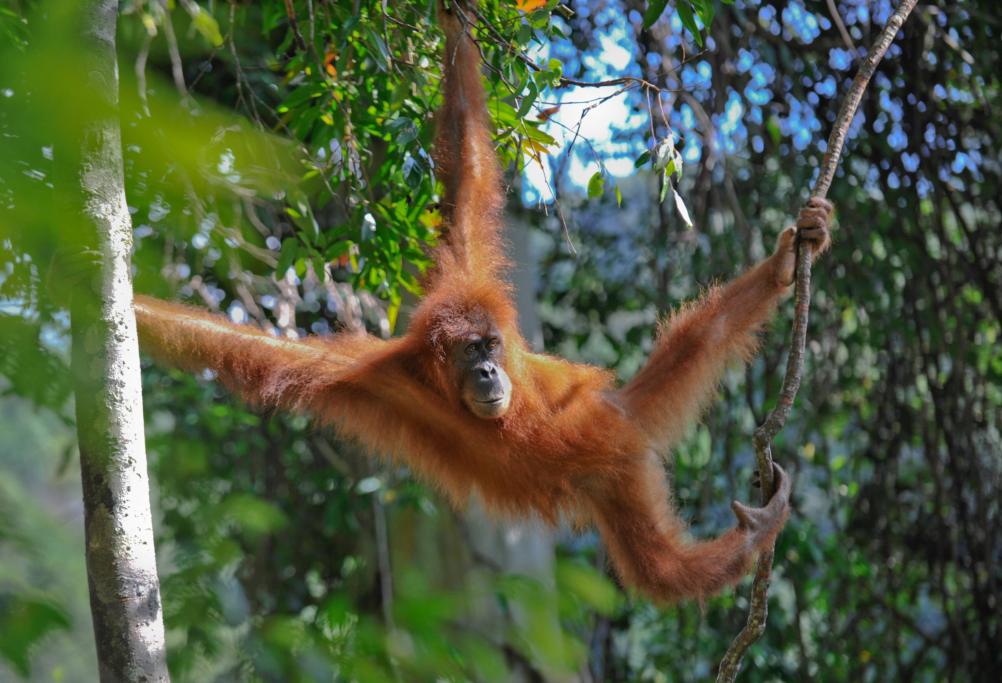 Orang oetan slingert in boom Sumatra