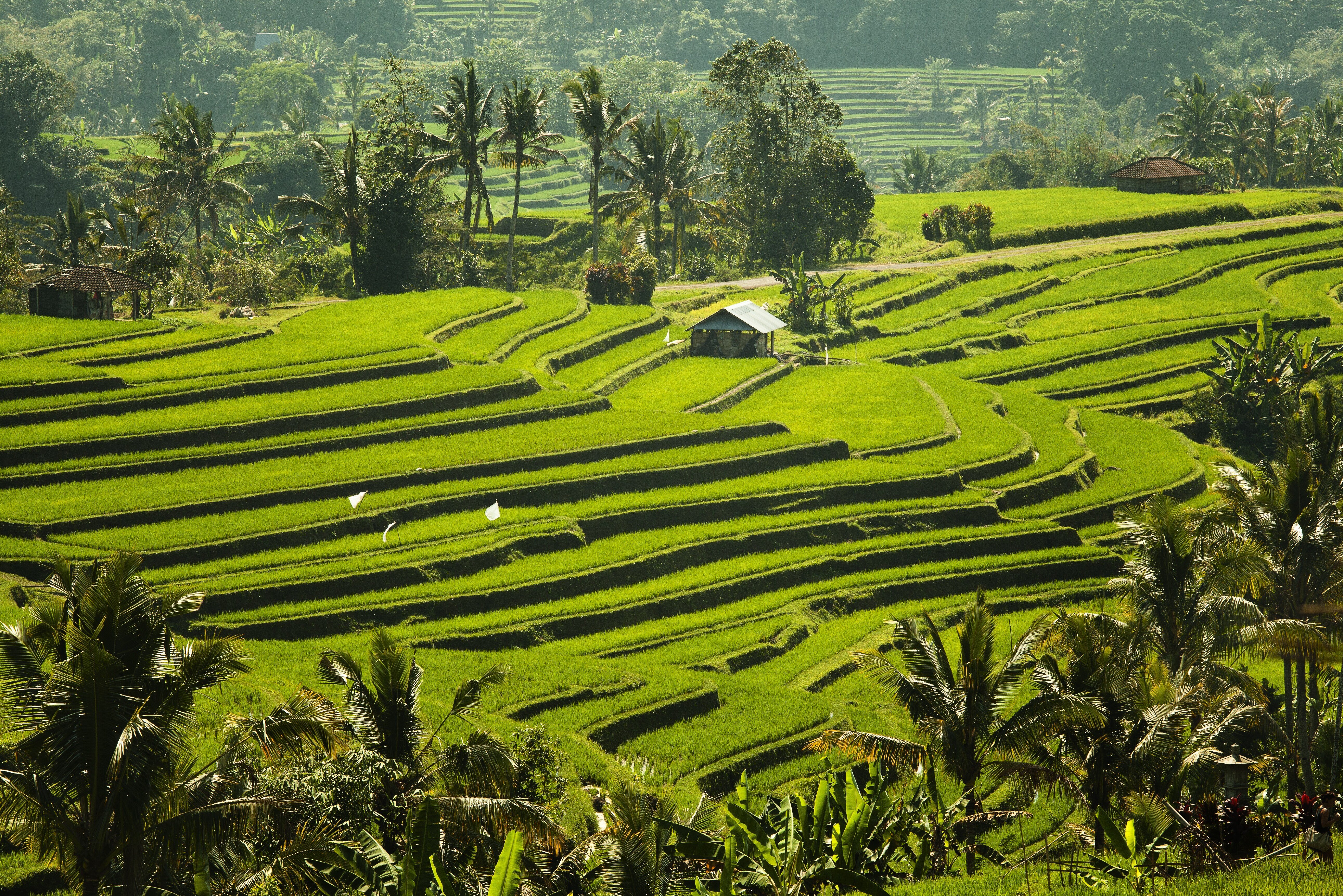 De Jatiluwih rijstvelden op Bali in Indonesie
