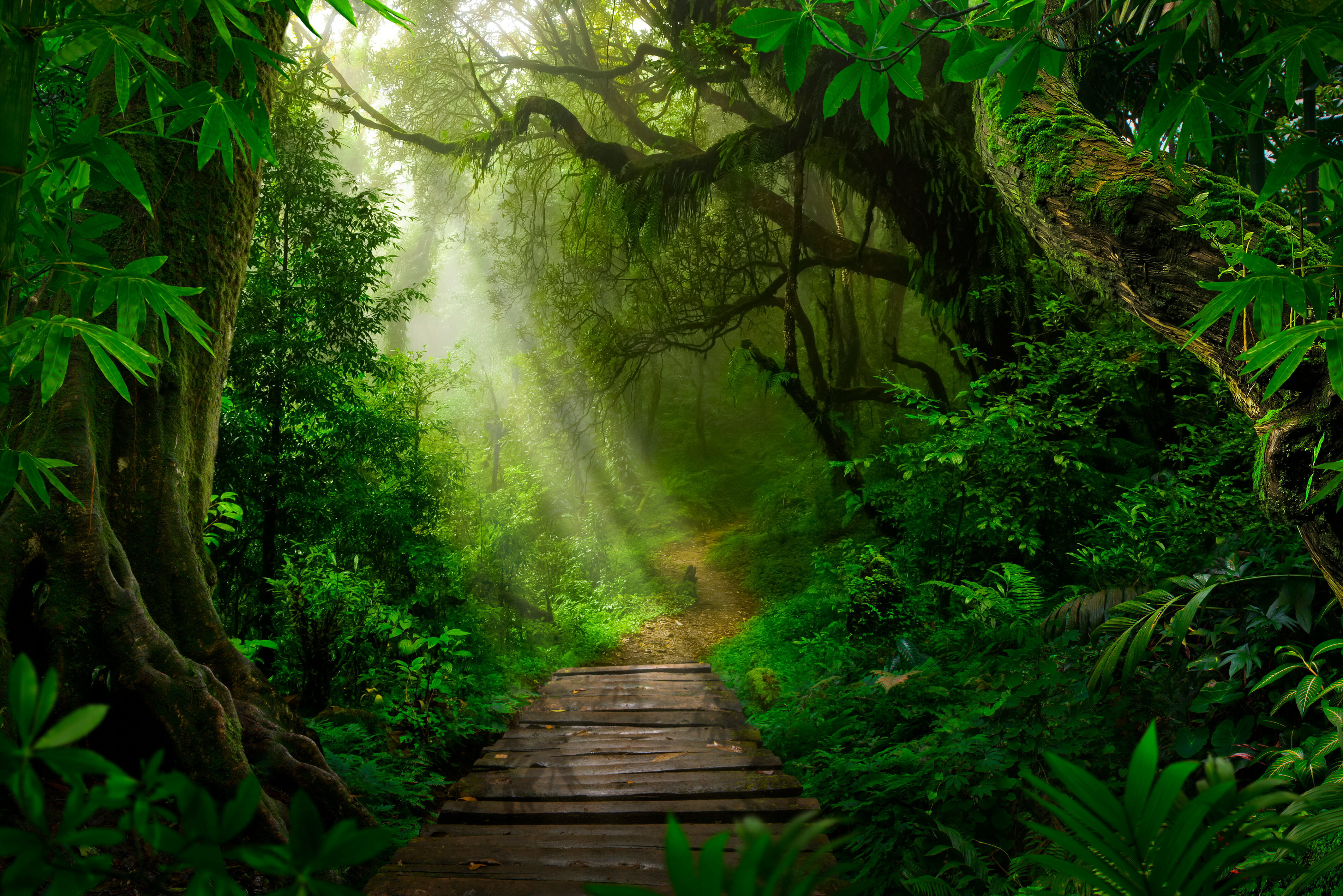 Wandelpad in de jungle van Sabah