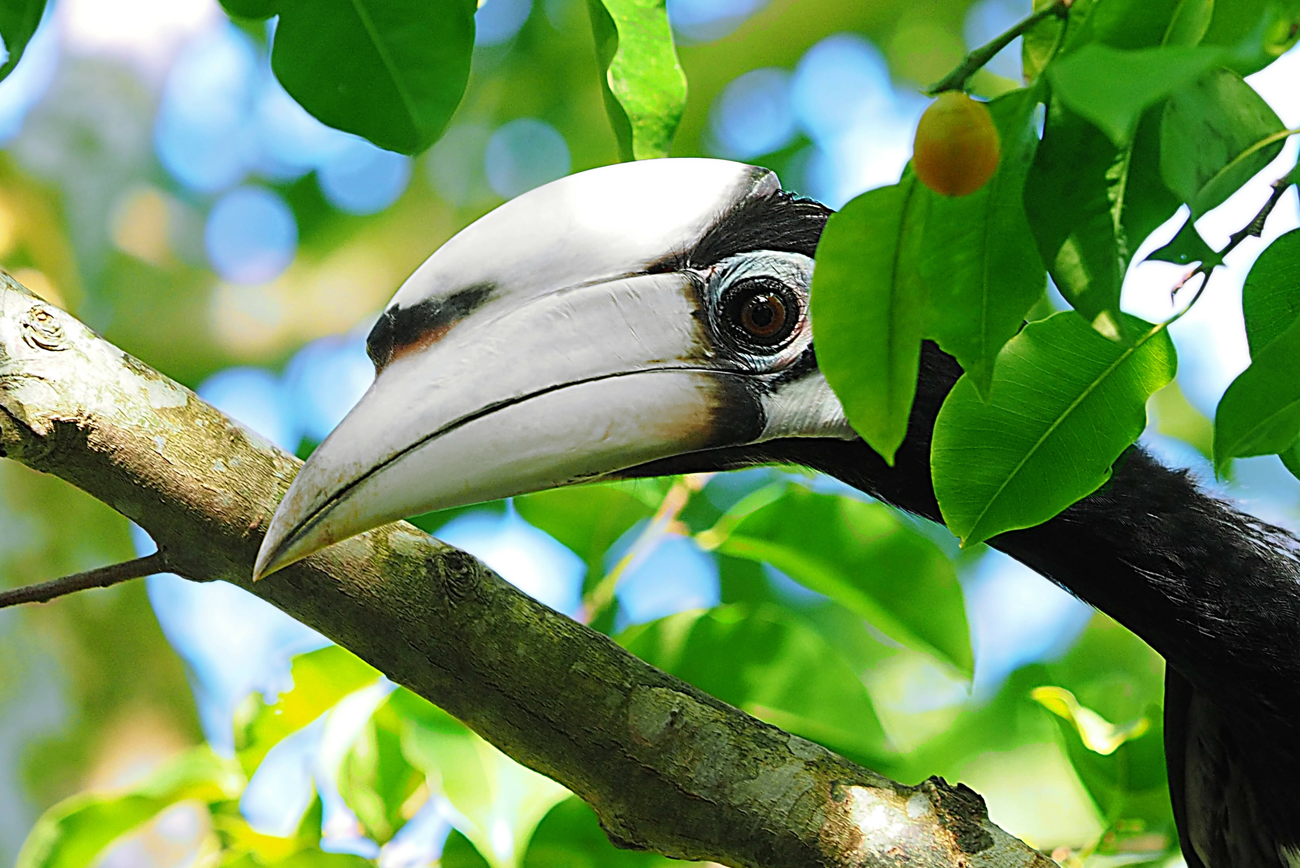 Neushoornvogel in Borneo