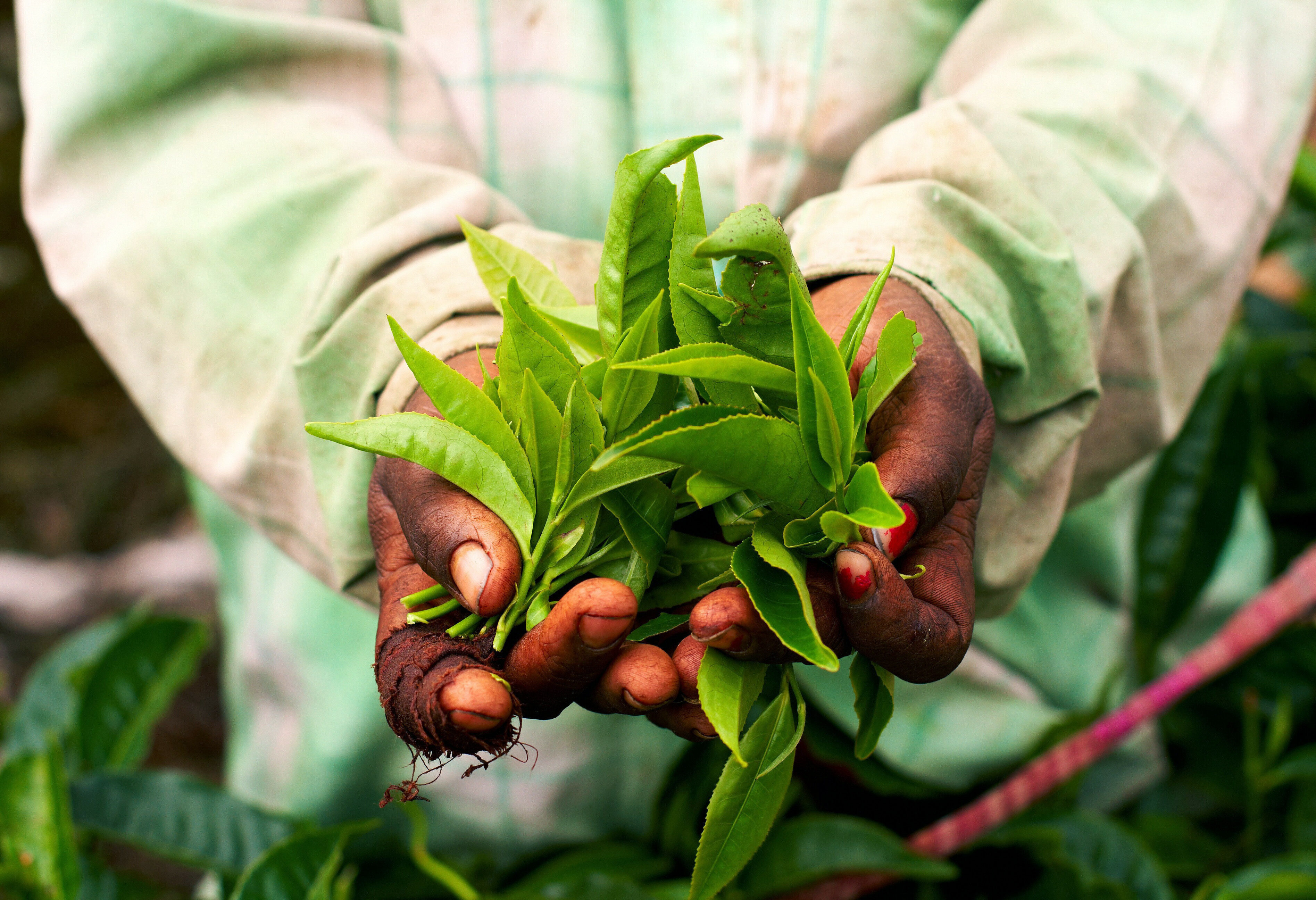 Theeplukker in de Cameron Highlands