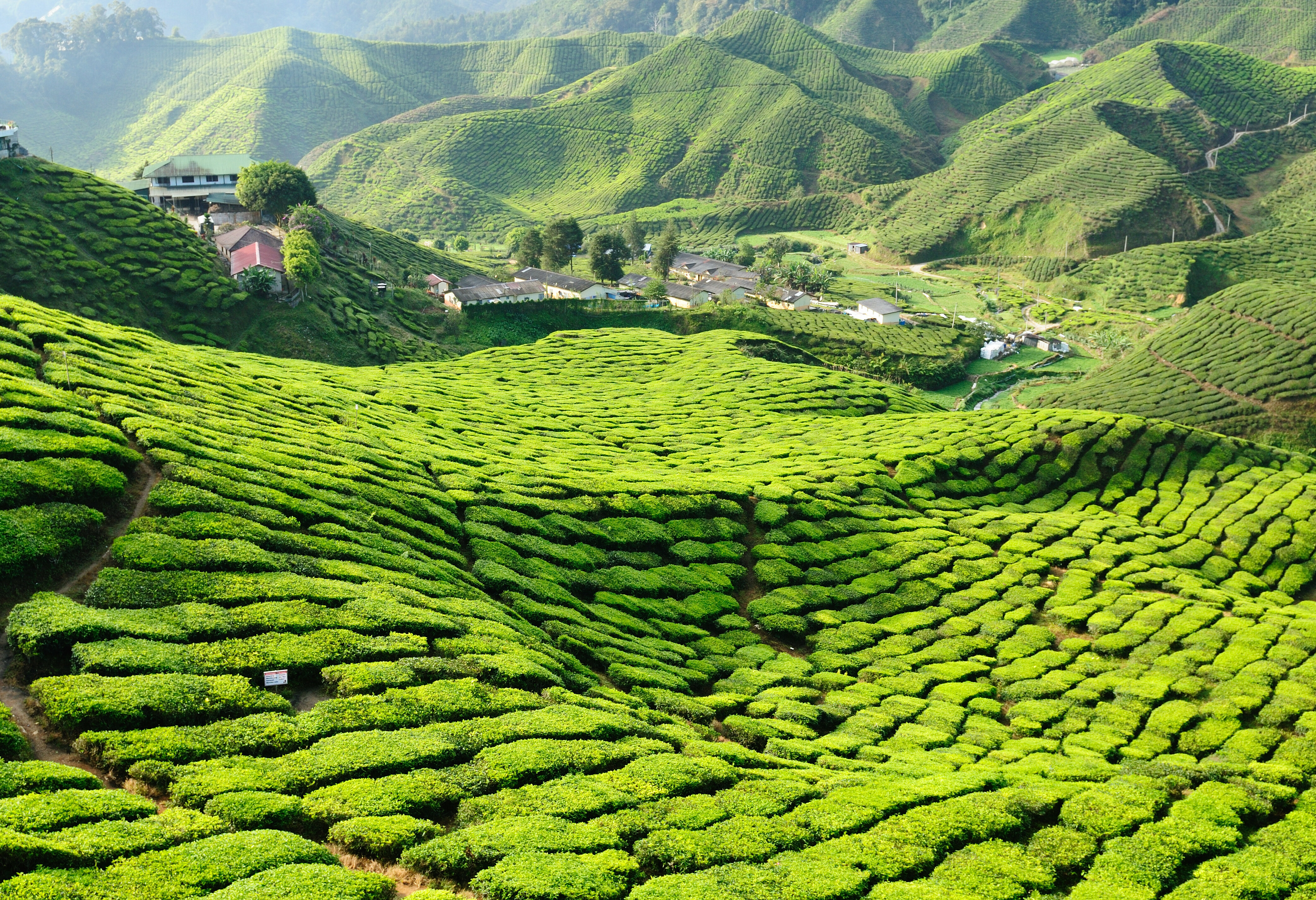 Theeplantages in de Cameron Highlands
