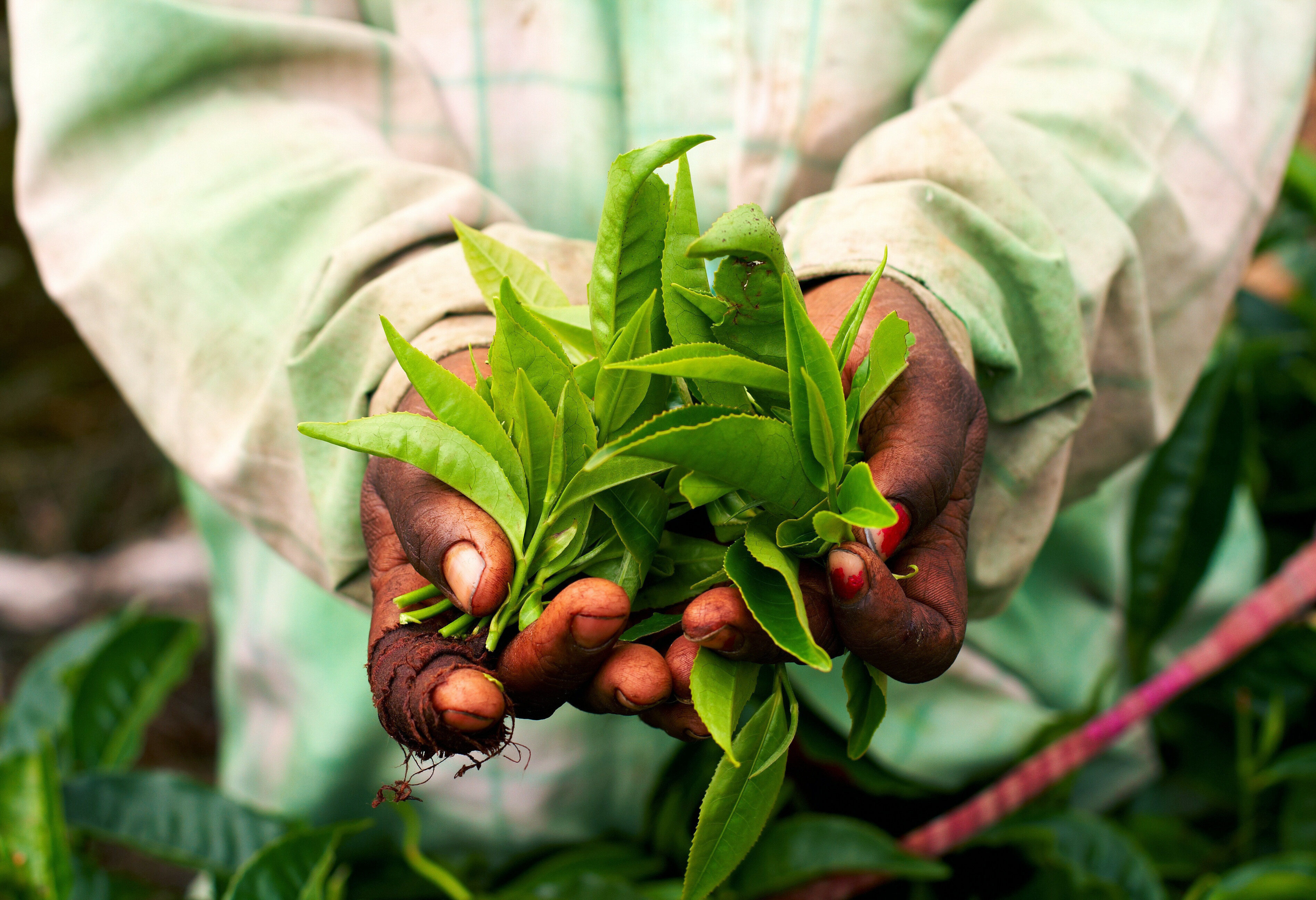 Theeplukker in de Cameron Highlands