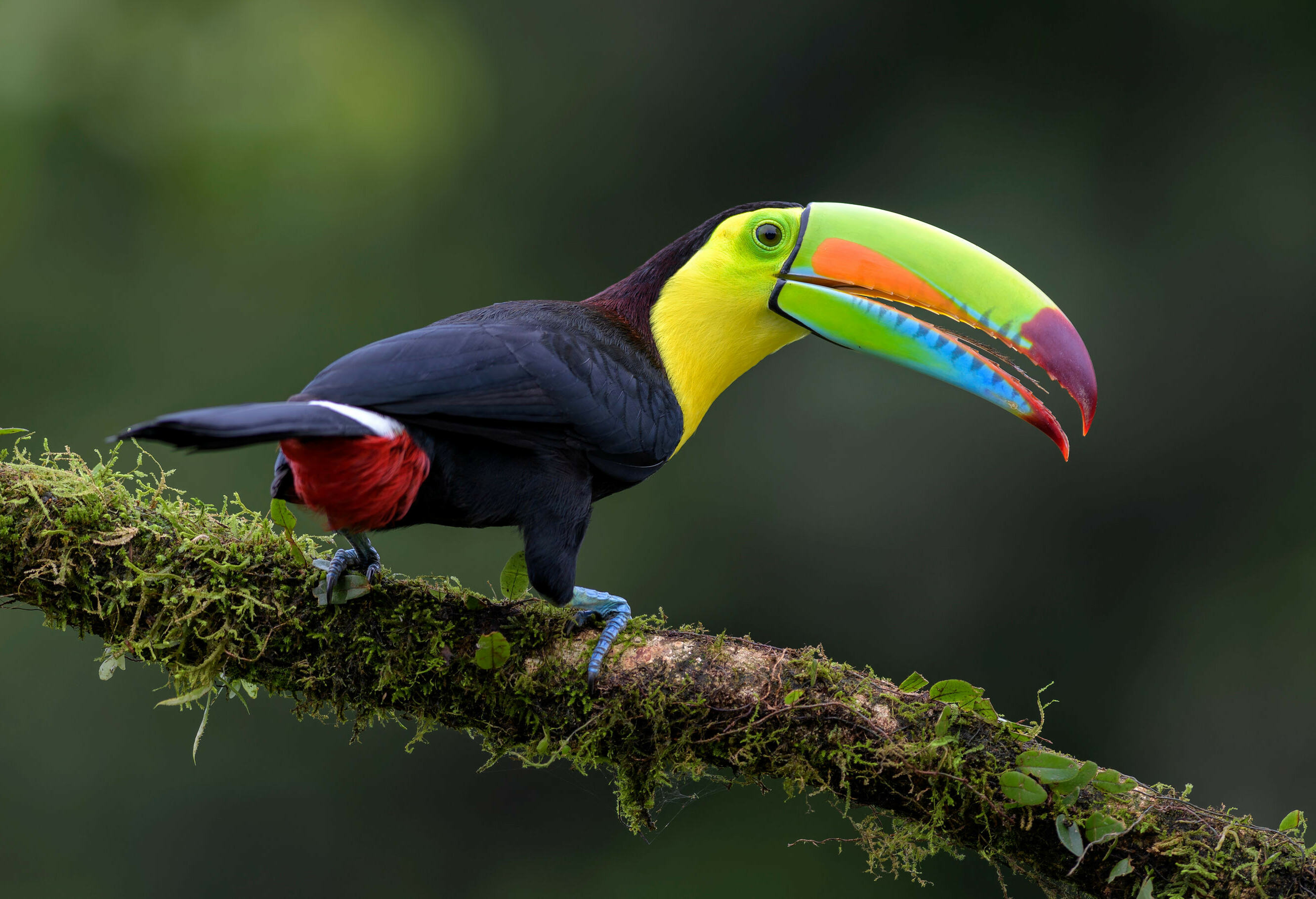 Costa Rica Kee Billed Toekan