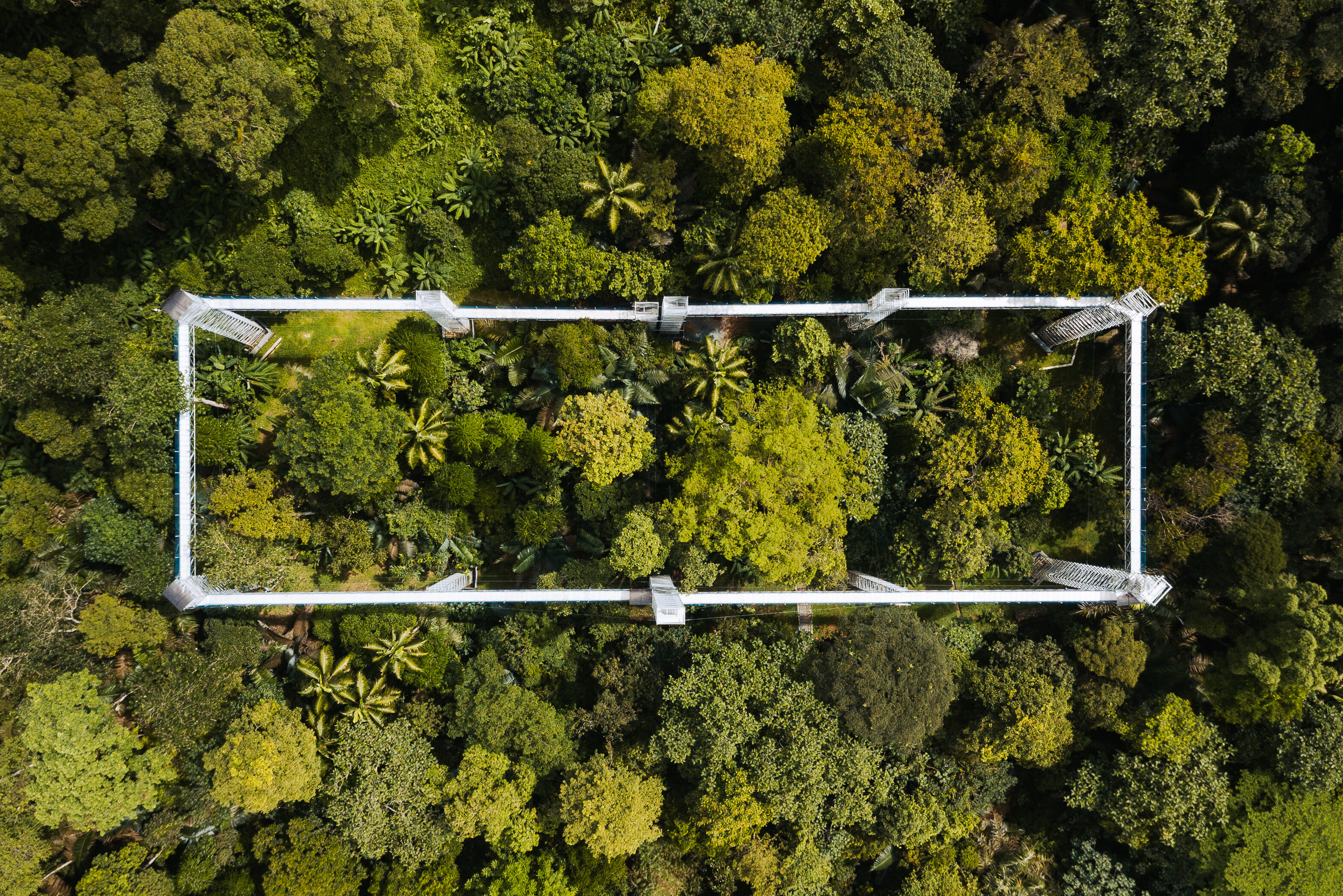 FRIM Skywalk bij Kuala Lumpur
