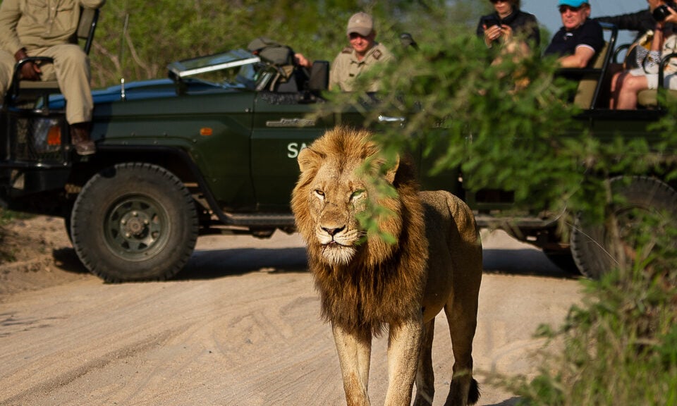 Sabi Sabi Earth Lodge