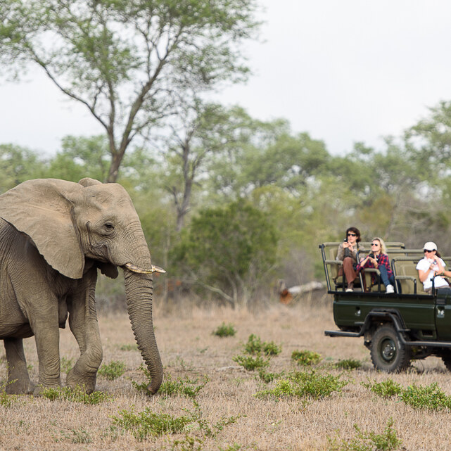 Kruger park