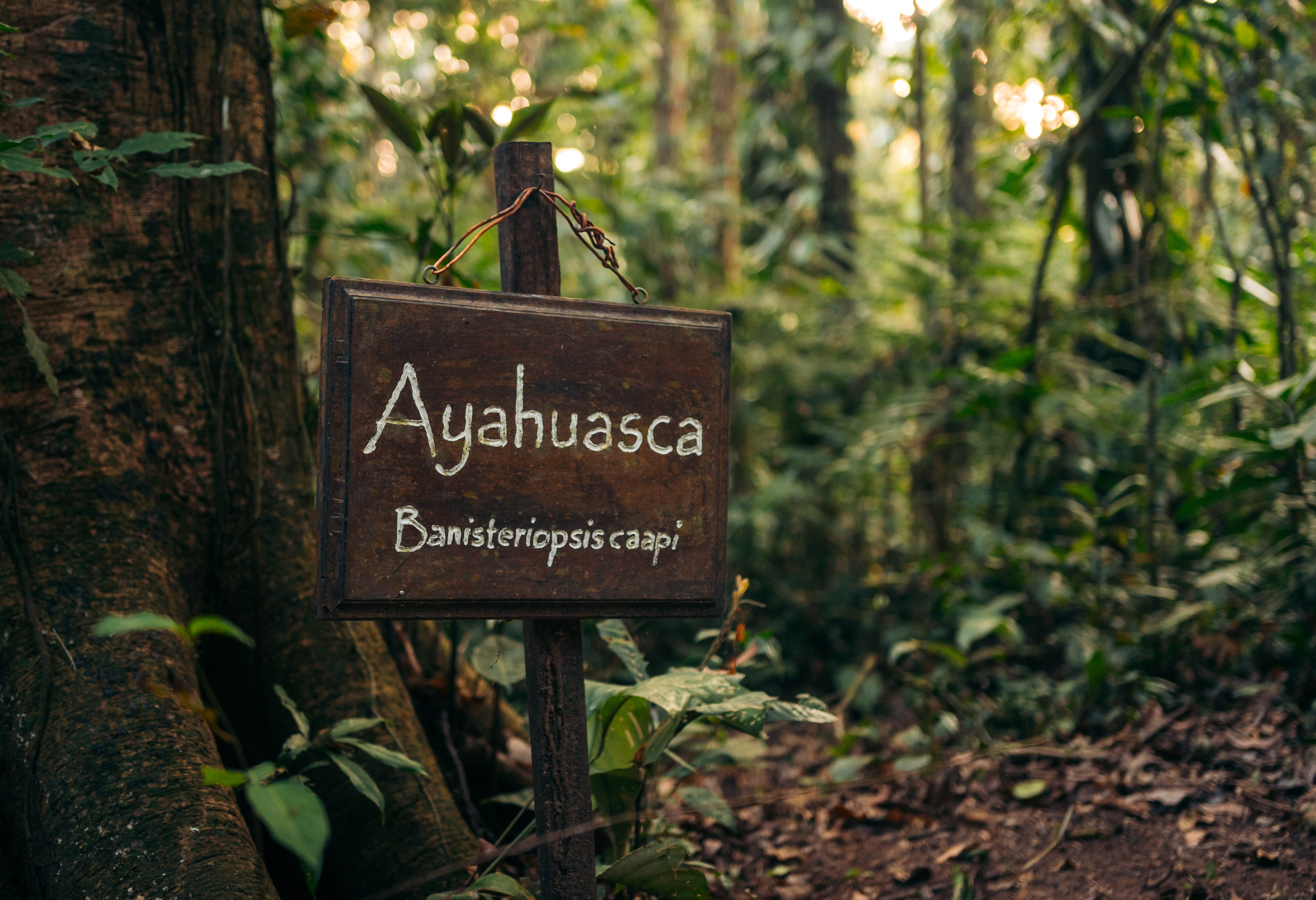 Wandeling langs medicinale planten in de Amazone in Peru