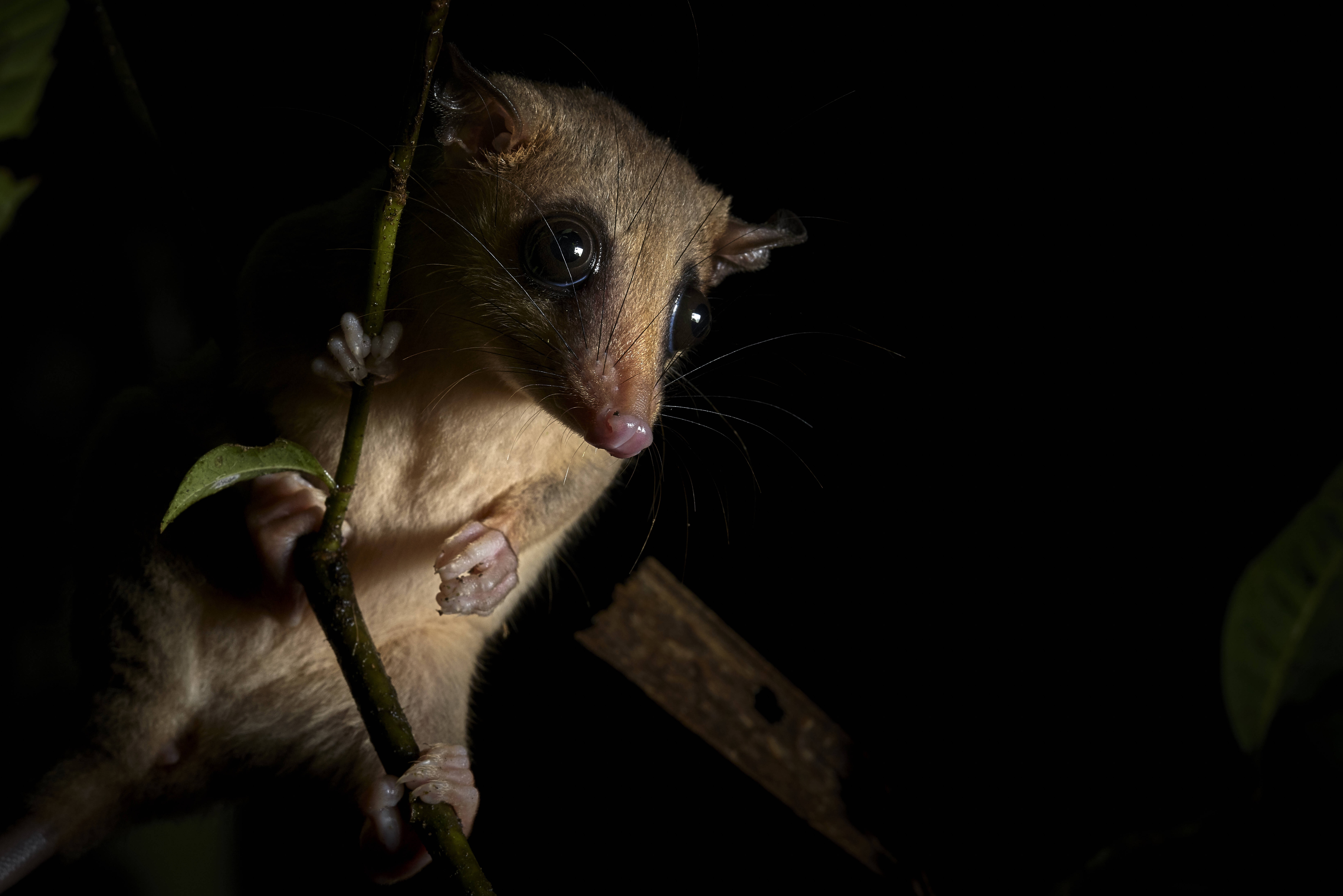 Woolly opossum in het nachtelijke Amazone regenwoud in Peru