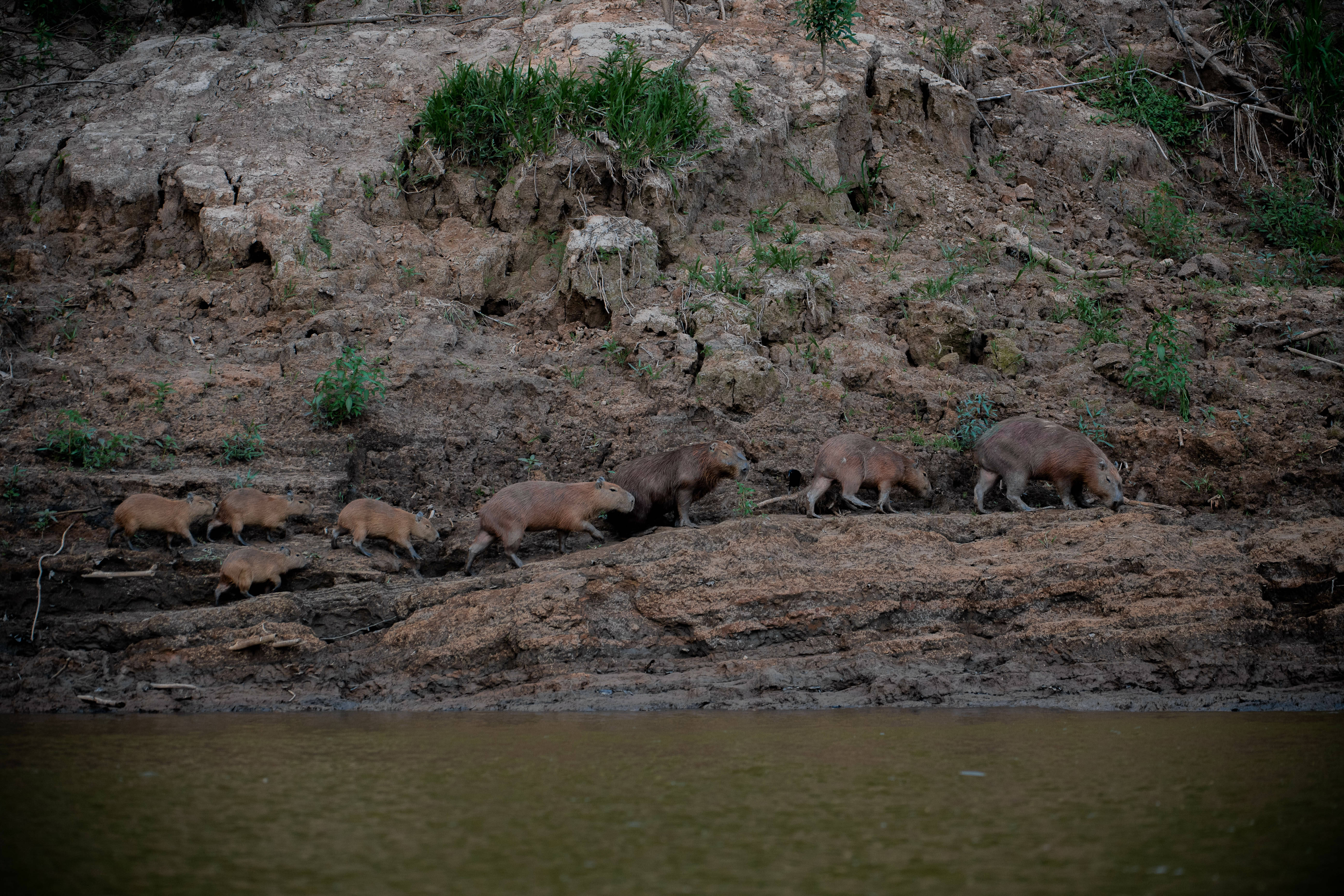 Capibaras in het Amazone regenwoud in Peru