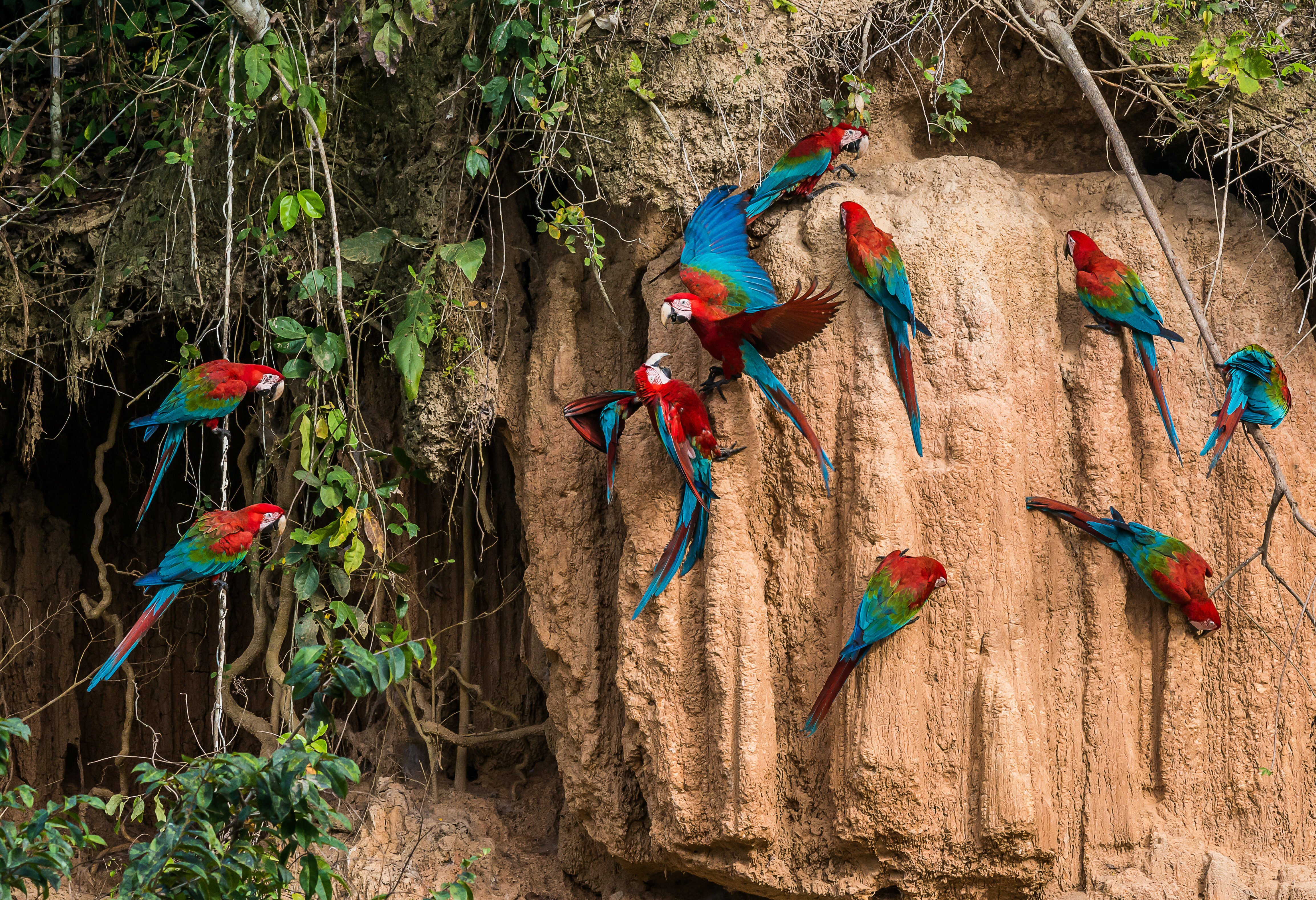 Papegaaien bij de clay lick in het Tambopata reservaat in de Amazone in Peru