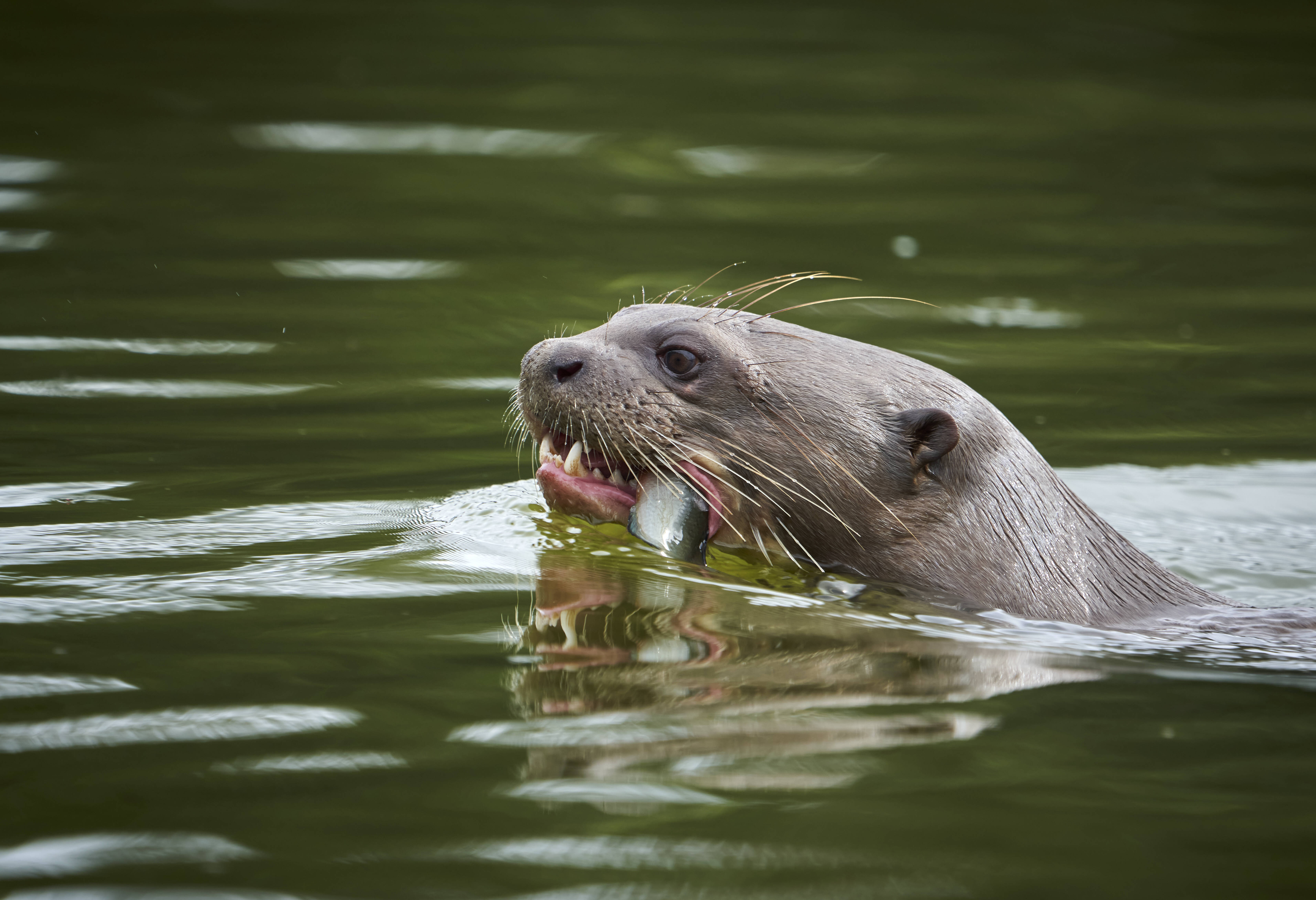 Reuzenotter in het meer in de Amazone in Peru