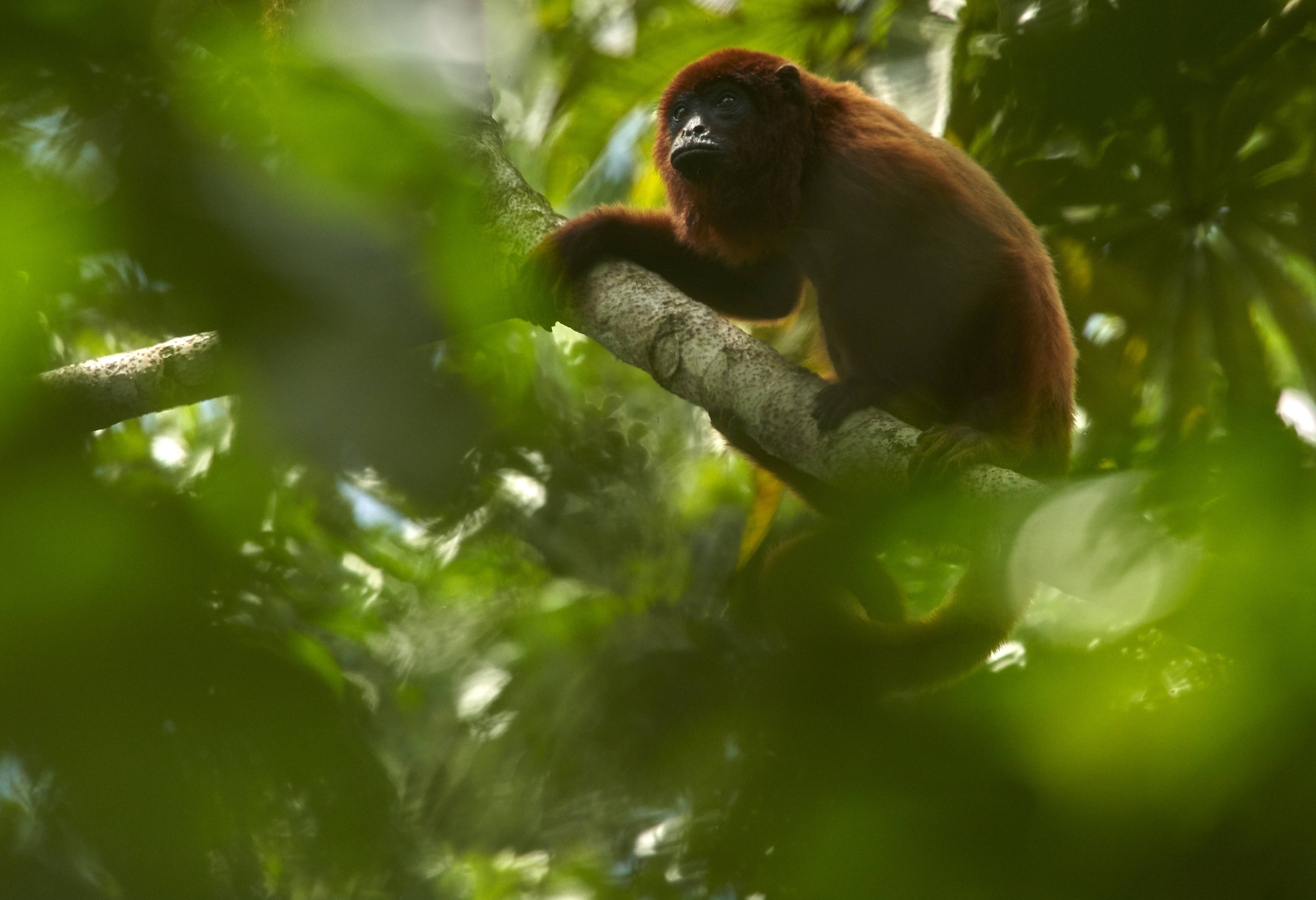 Rode brulaap in het regenwoud van de Amazone in Peru