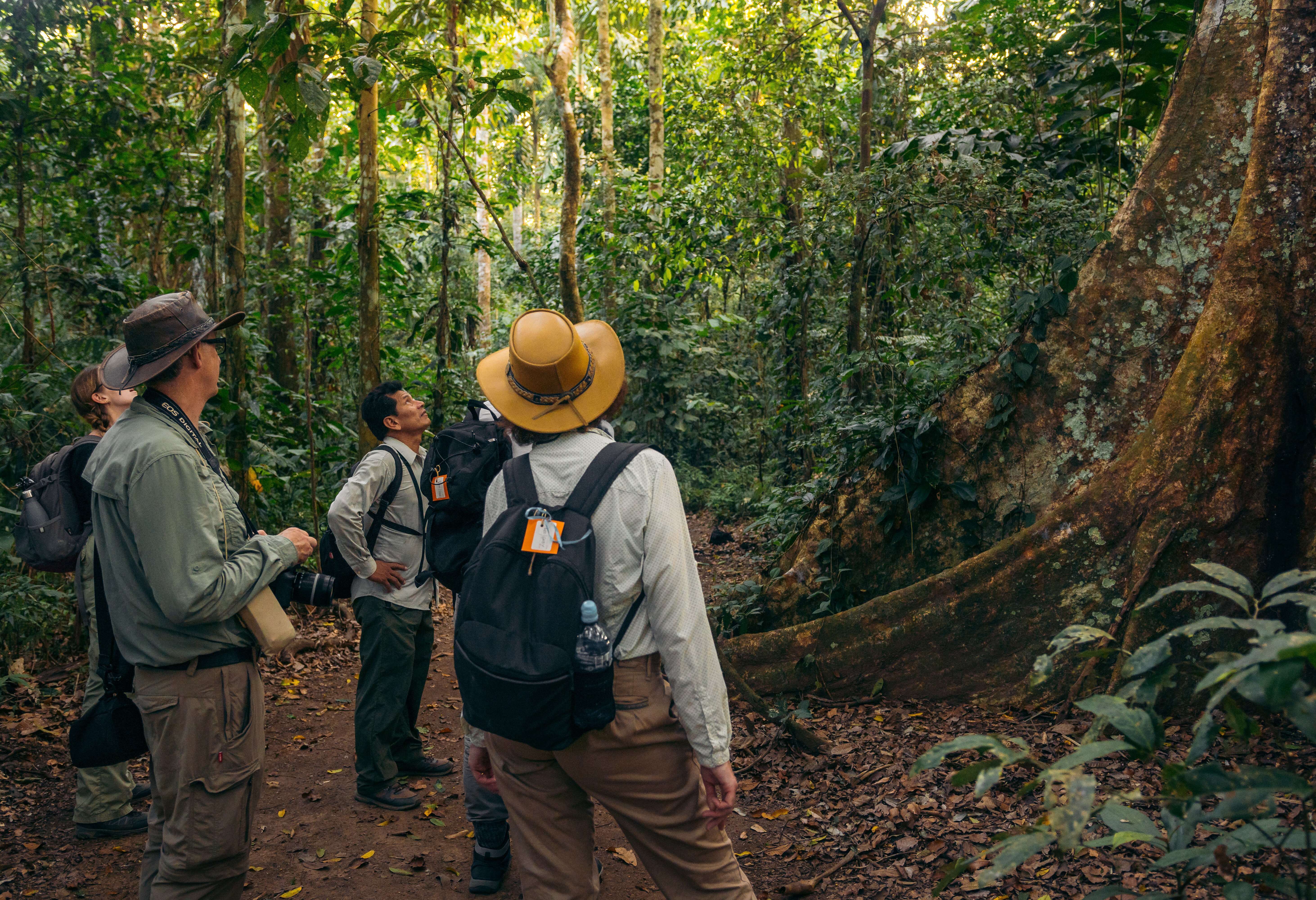 Jungle trekking in het Amazone regenwoud in Peru