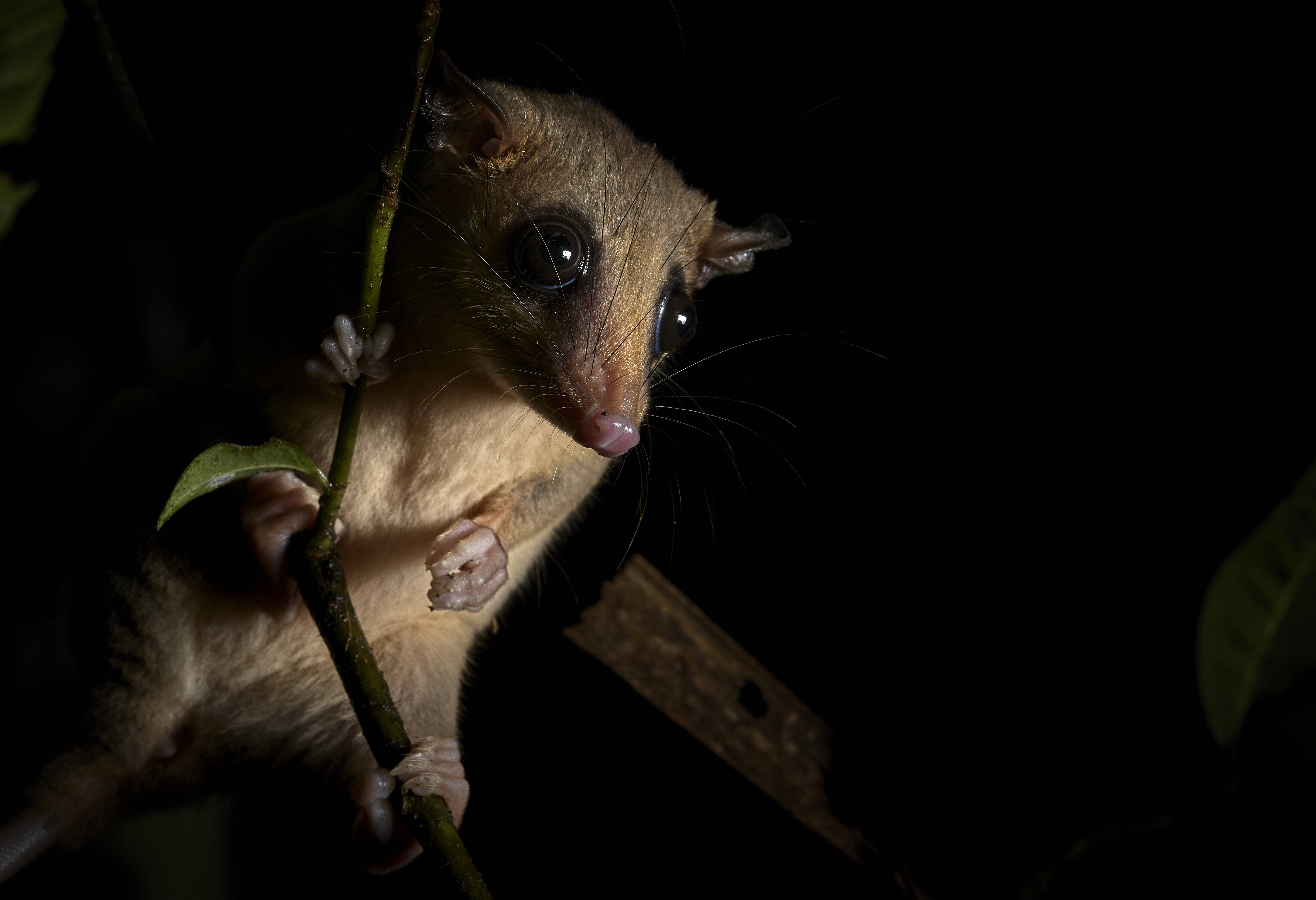 Nachtdier woolly opossum in het Amazone regenwoud in Peru