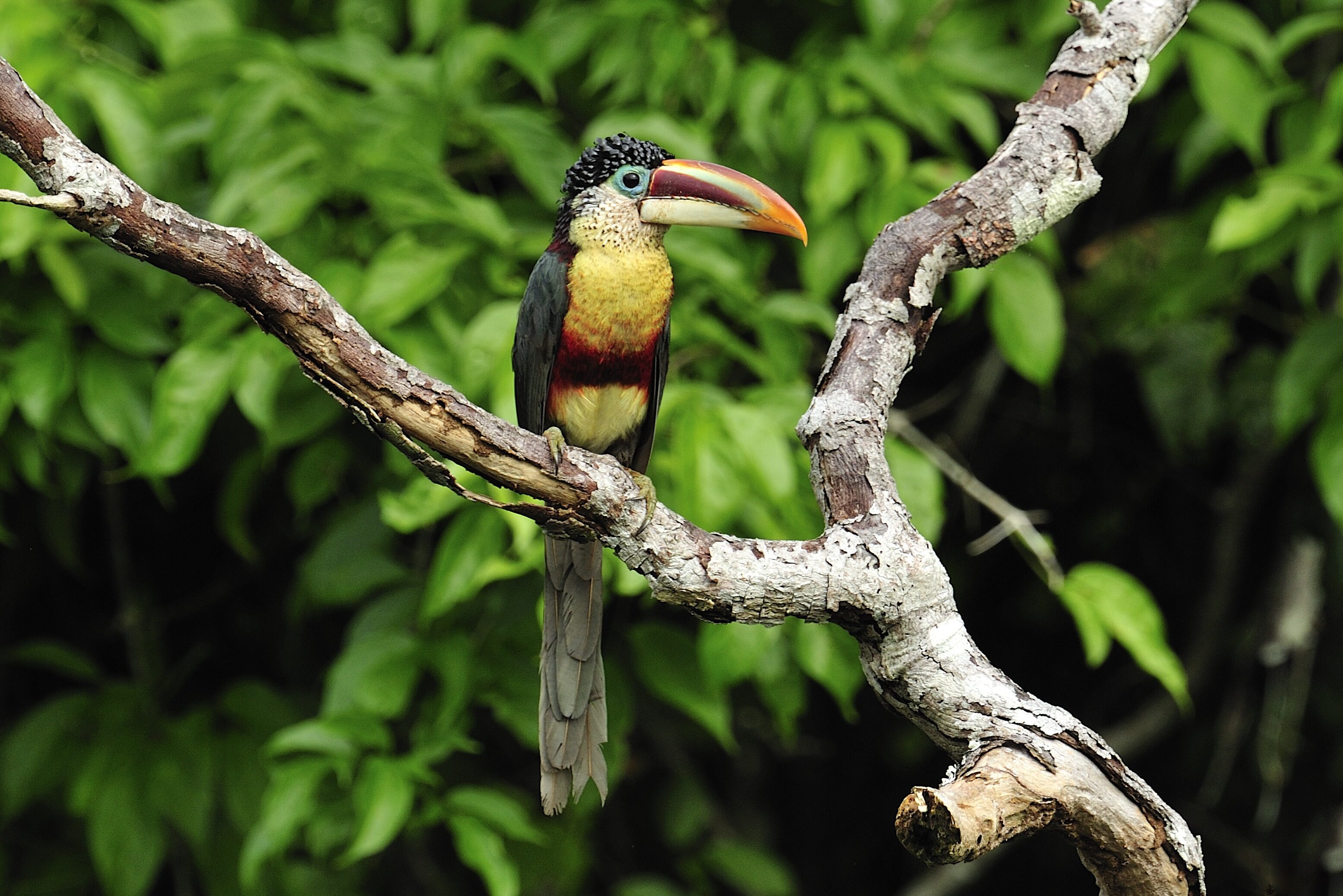 Kleurrijke vogel in het Amazone regenwoud in Peru
