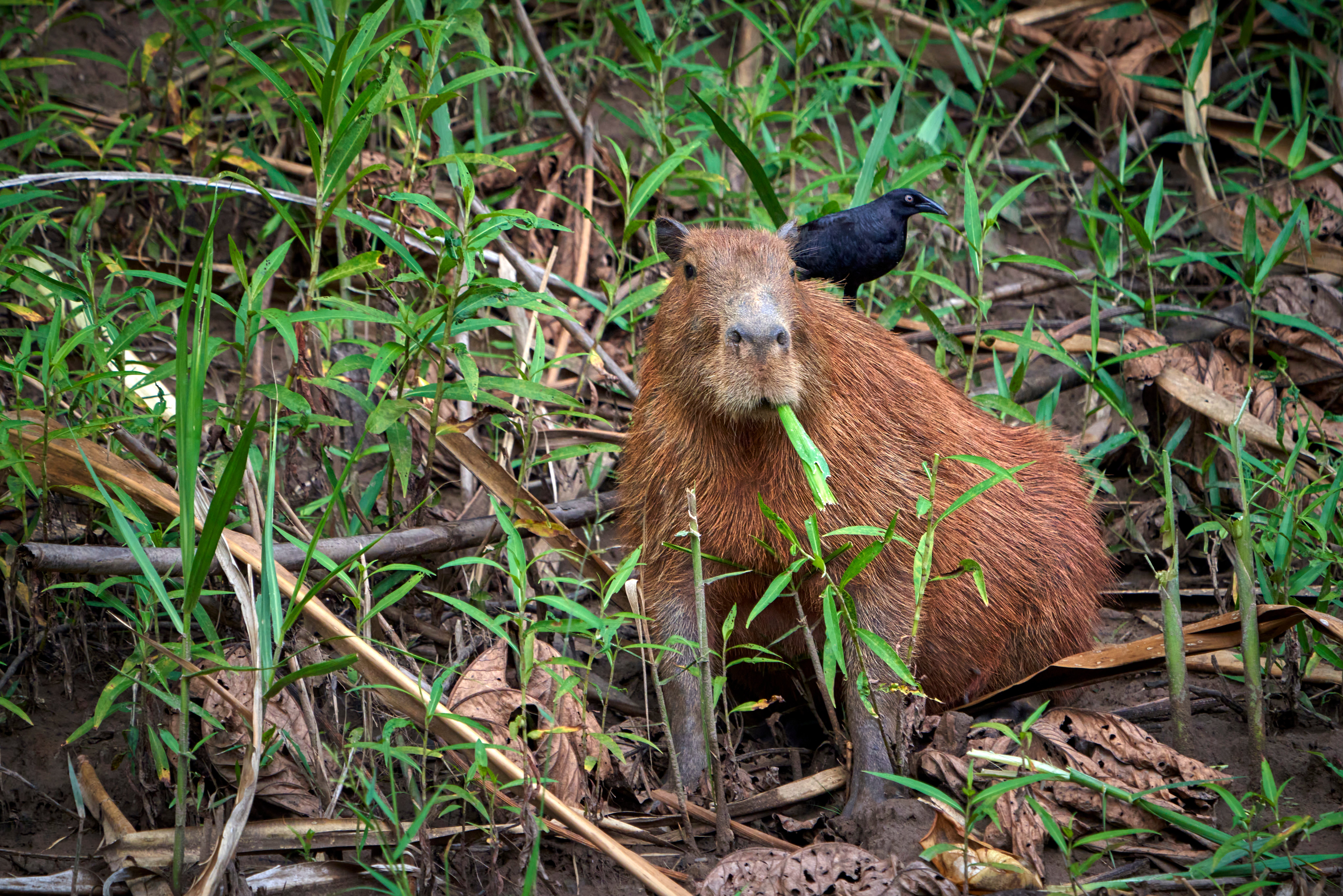 Capibara aan de rivieroever in het Amazone regenwoud in Peru