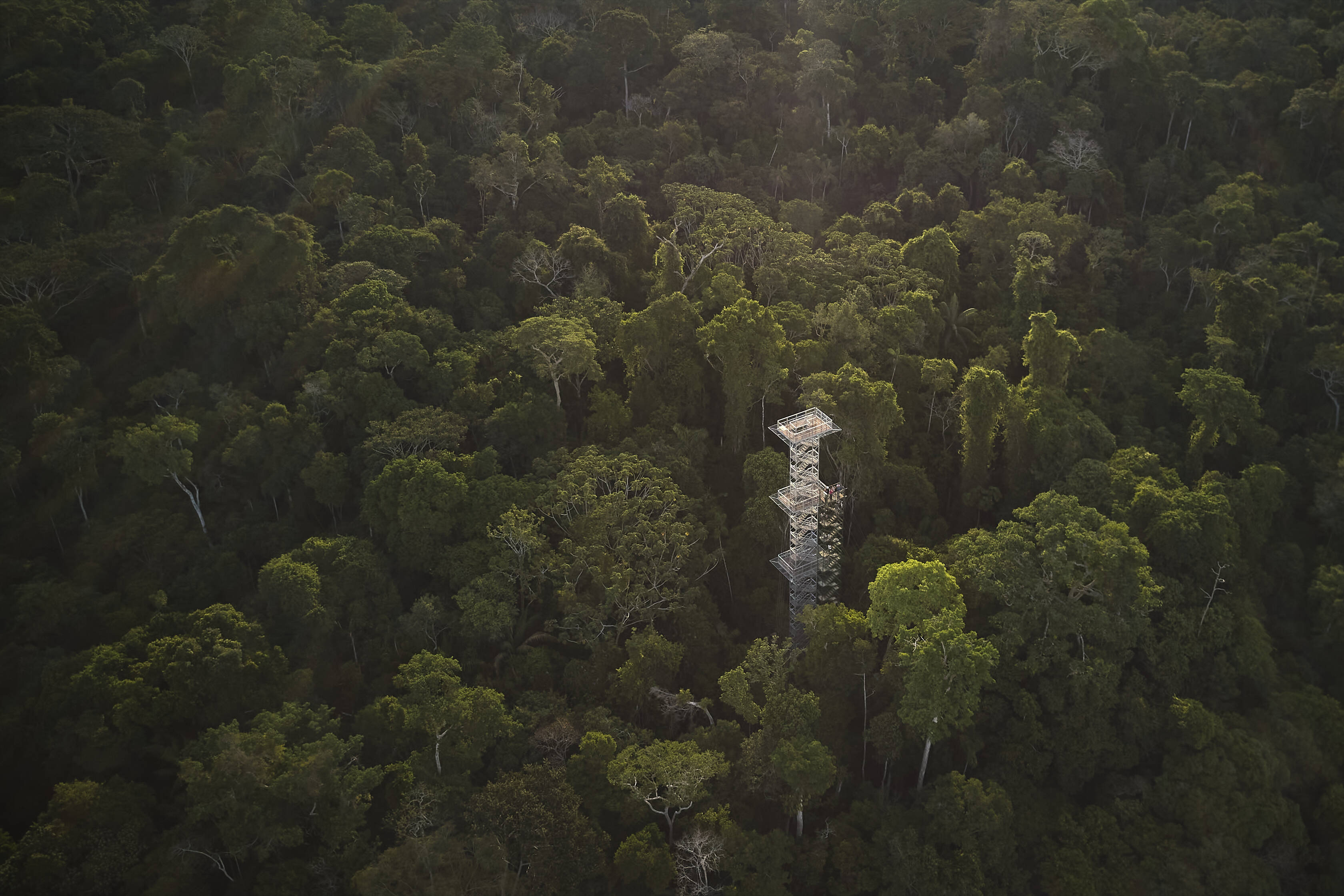 Uitkijkentoren van de canopy walk in het Amazone regenwoud in Peru