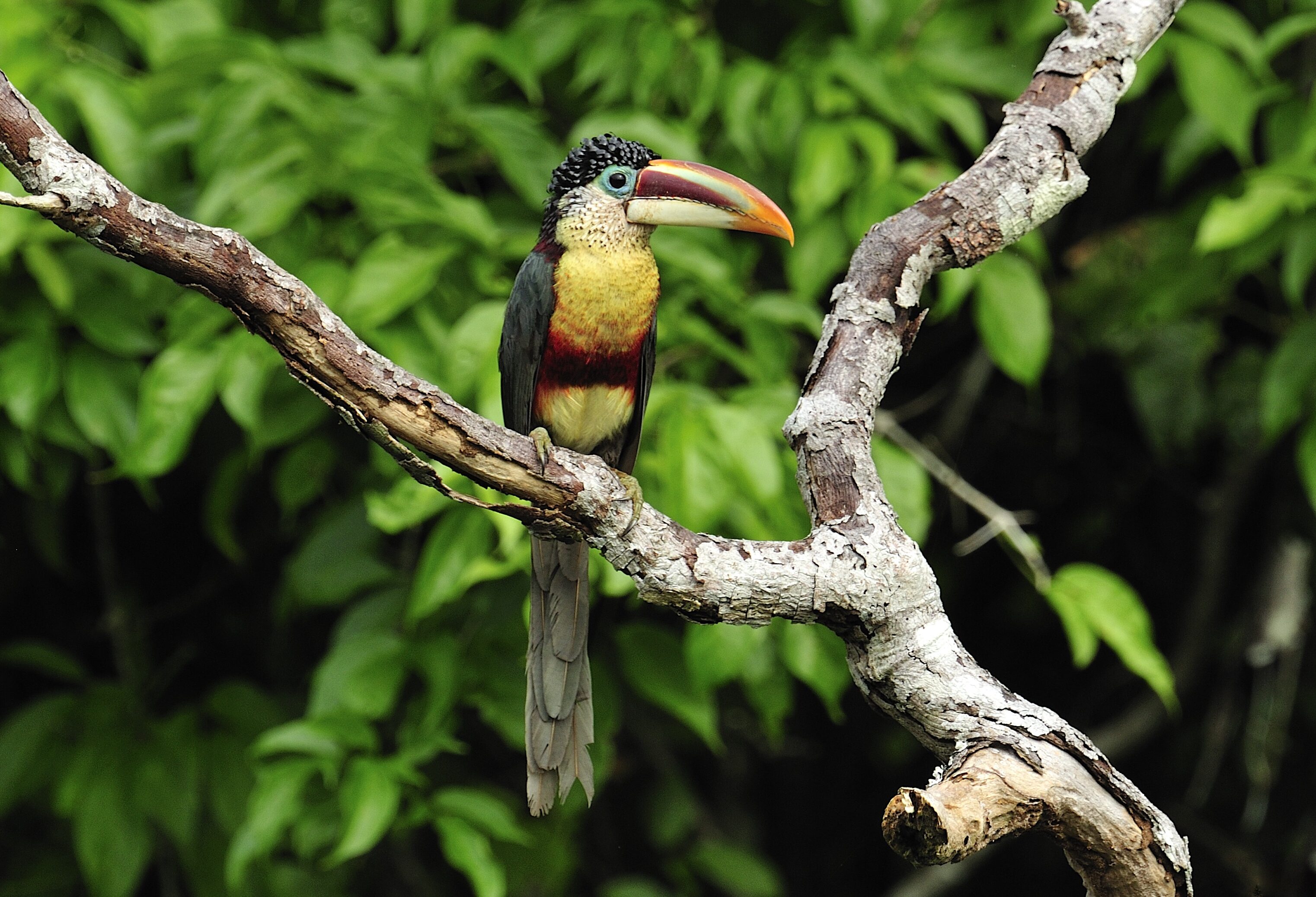 Kleurrijke aracari in het Amazone regenwoud in Peru