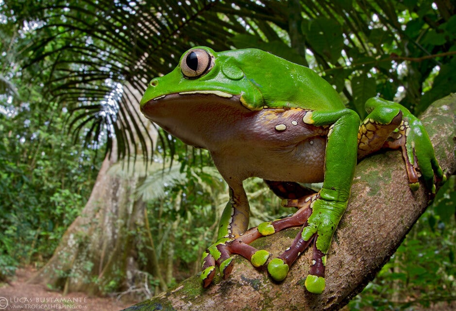 Boomkikker in het Amazone regenwoud in Peru