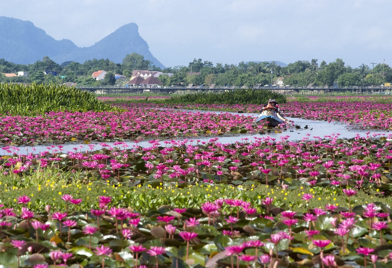 Boottochtje op het Thale Noi Lotusmeer