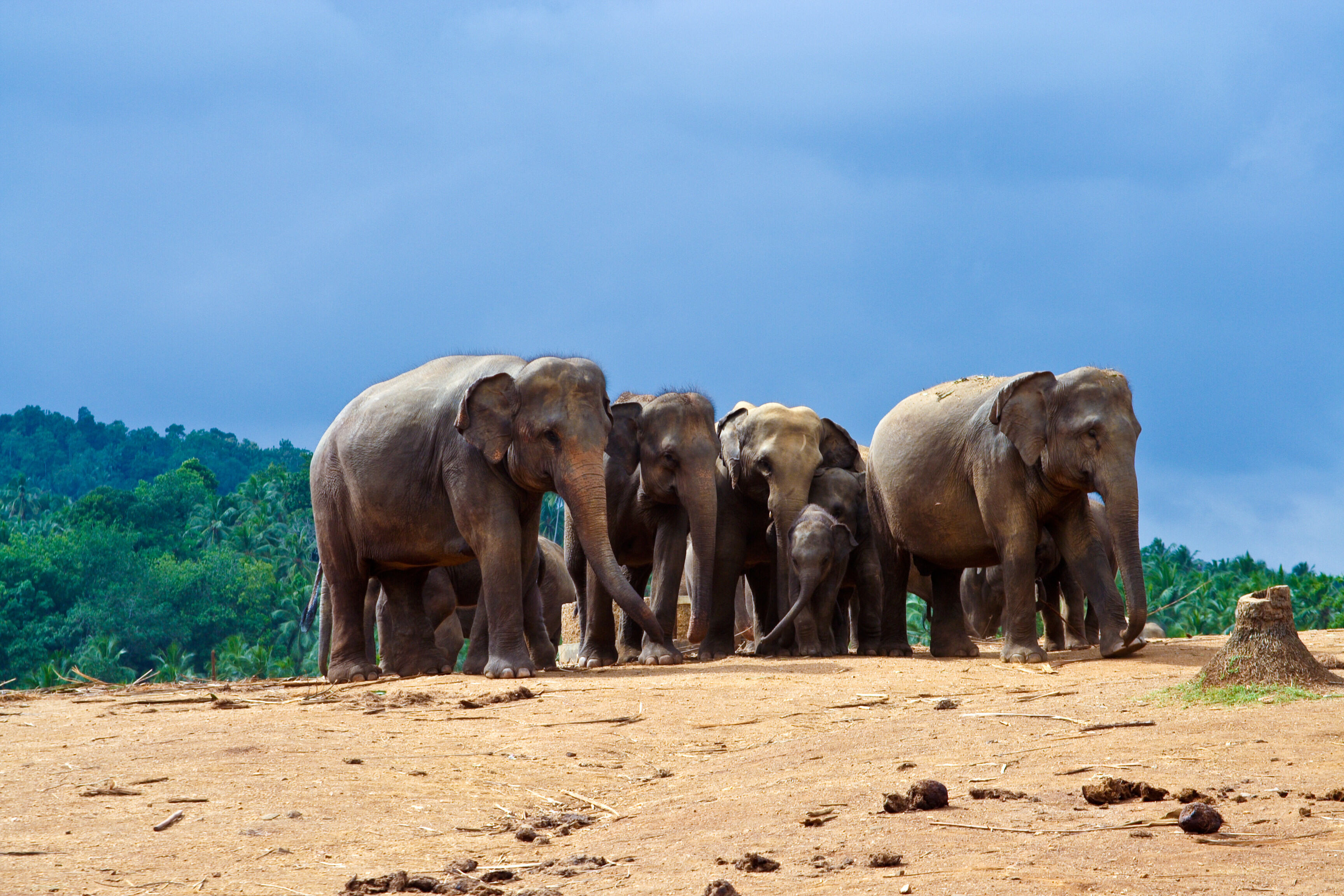 Sri Lanka