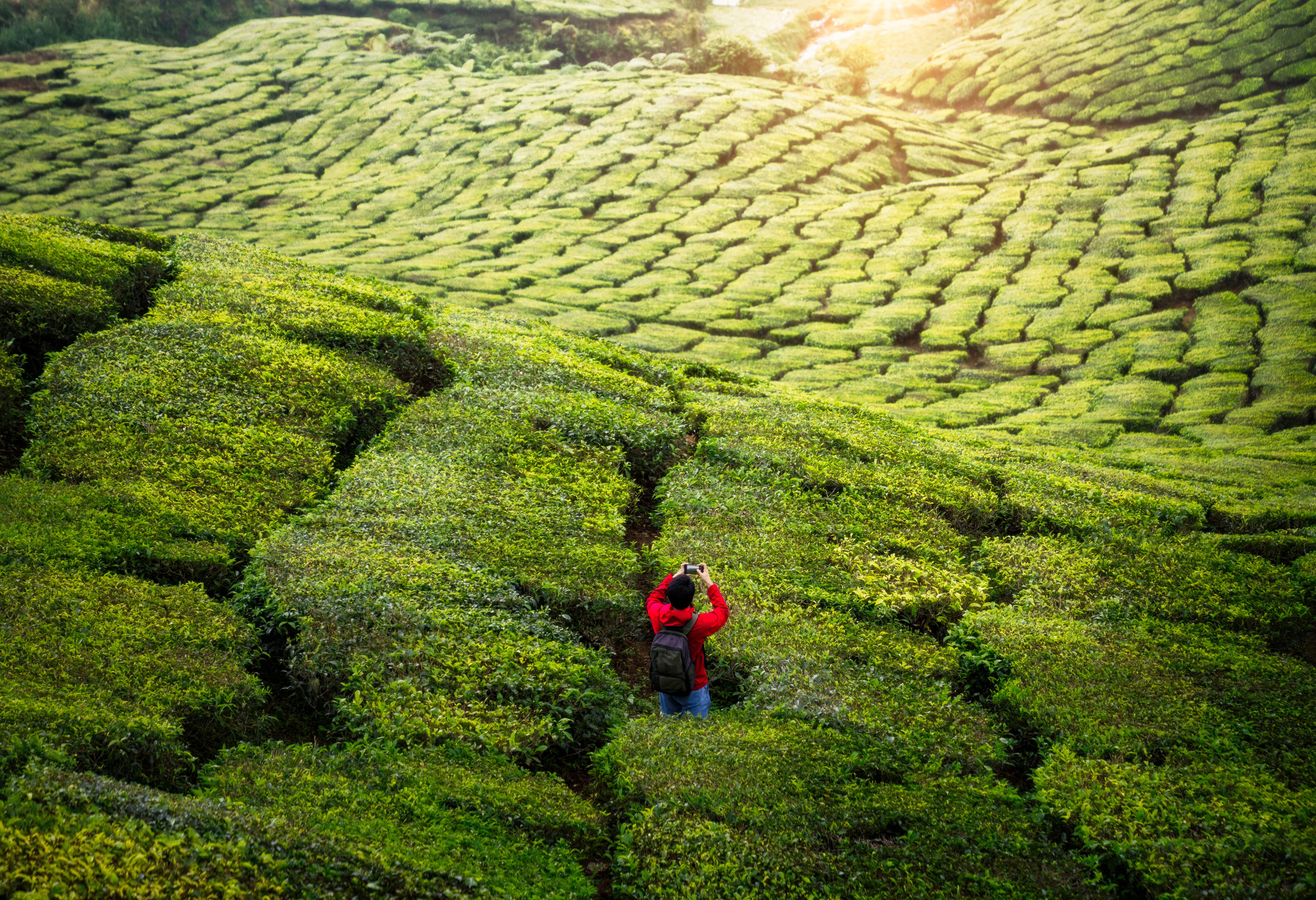 Theevelden in de Cameron Highlands