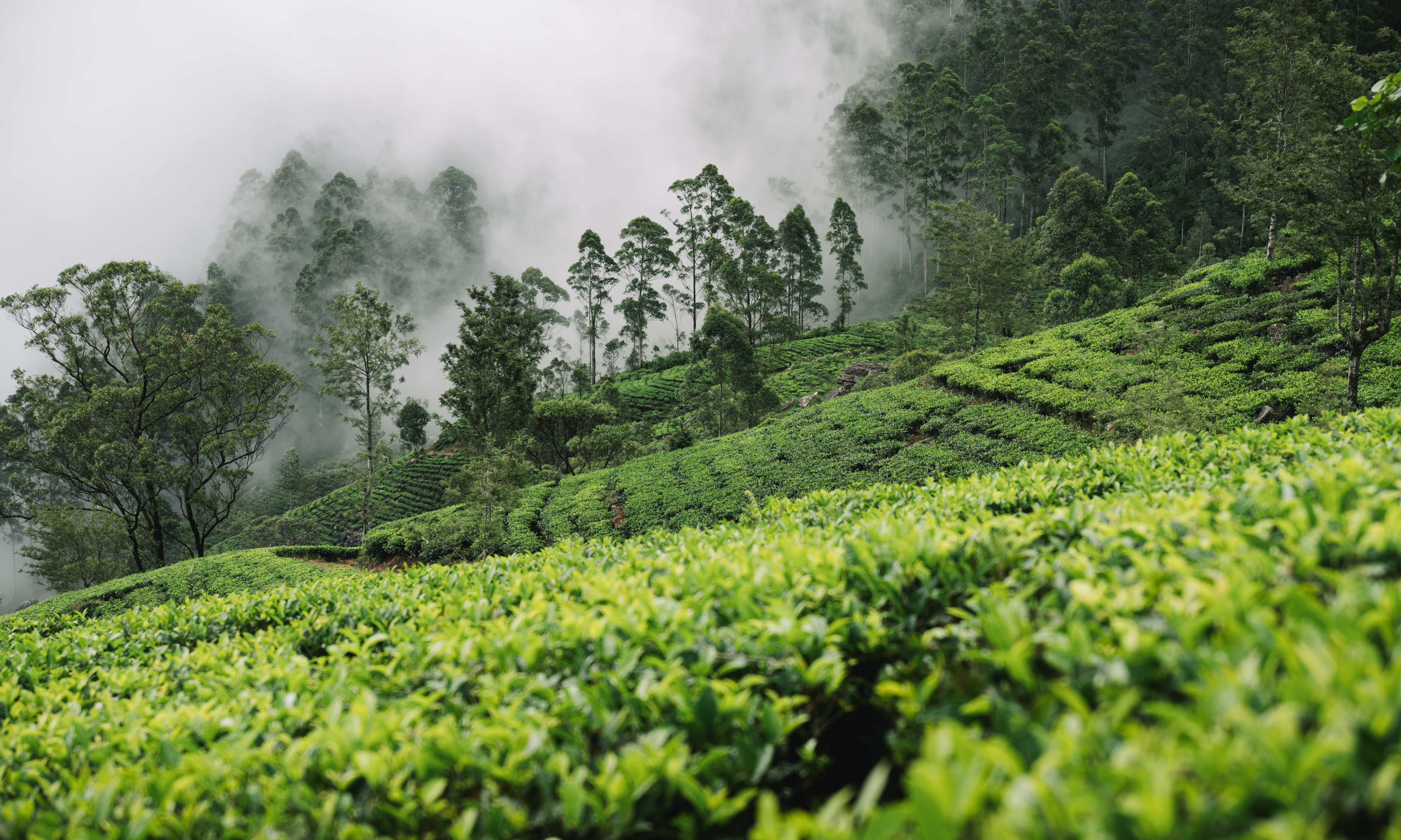 Nuwara Eliya Sri Lanka