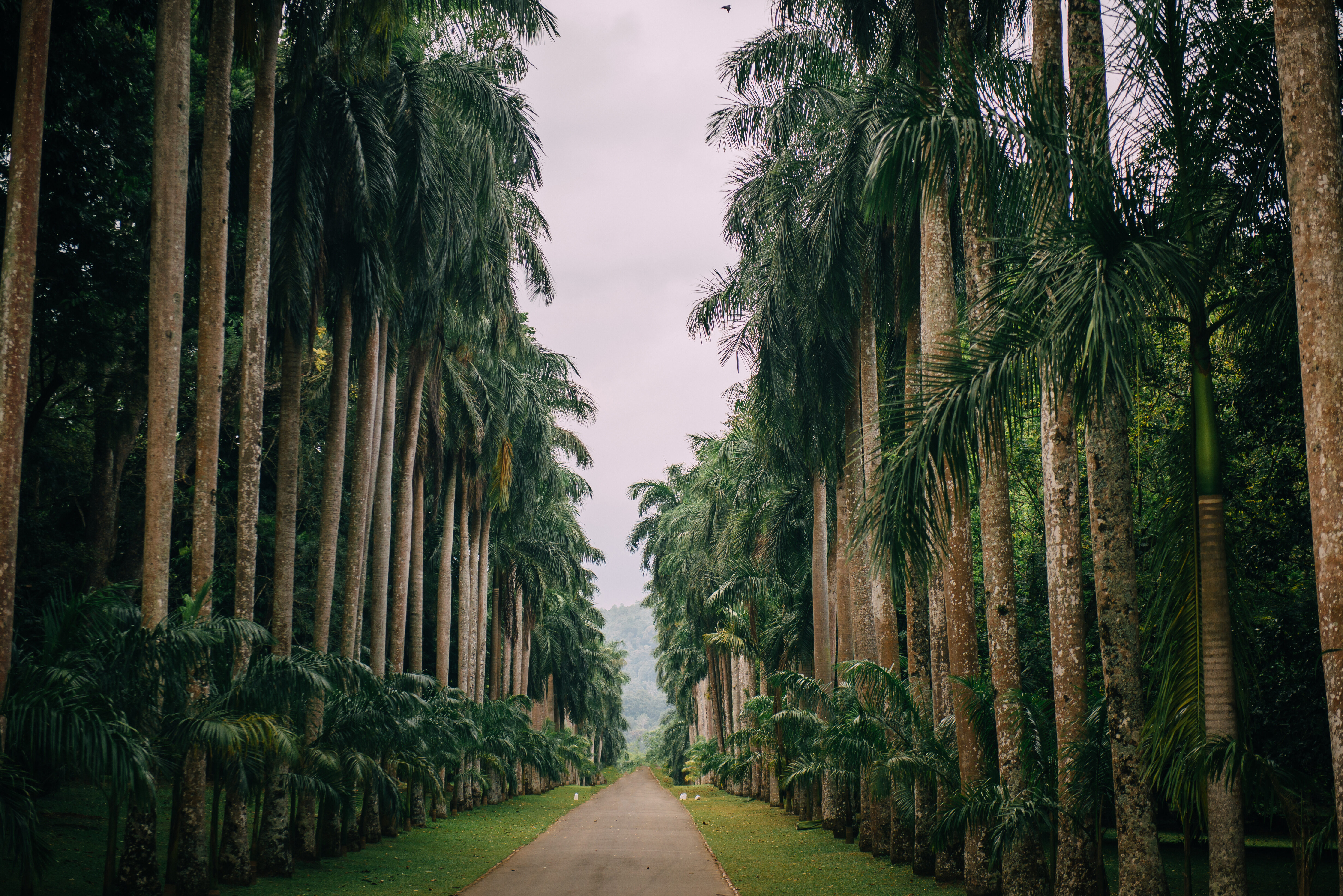 Sri Lanka Botanial Garden