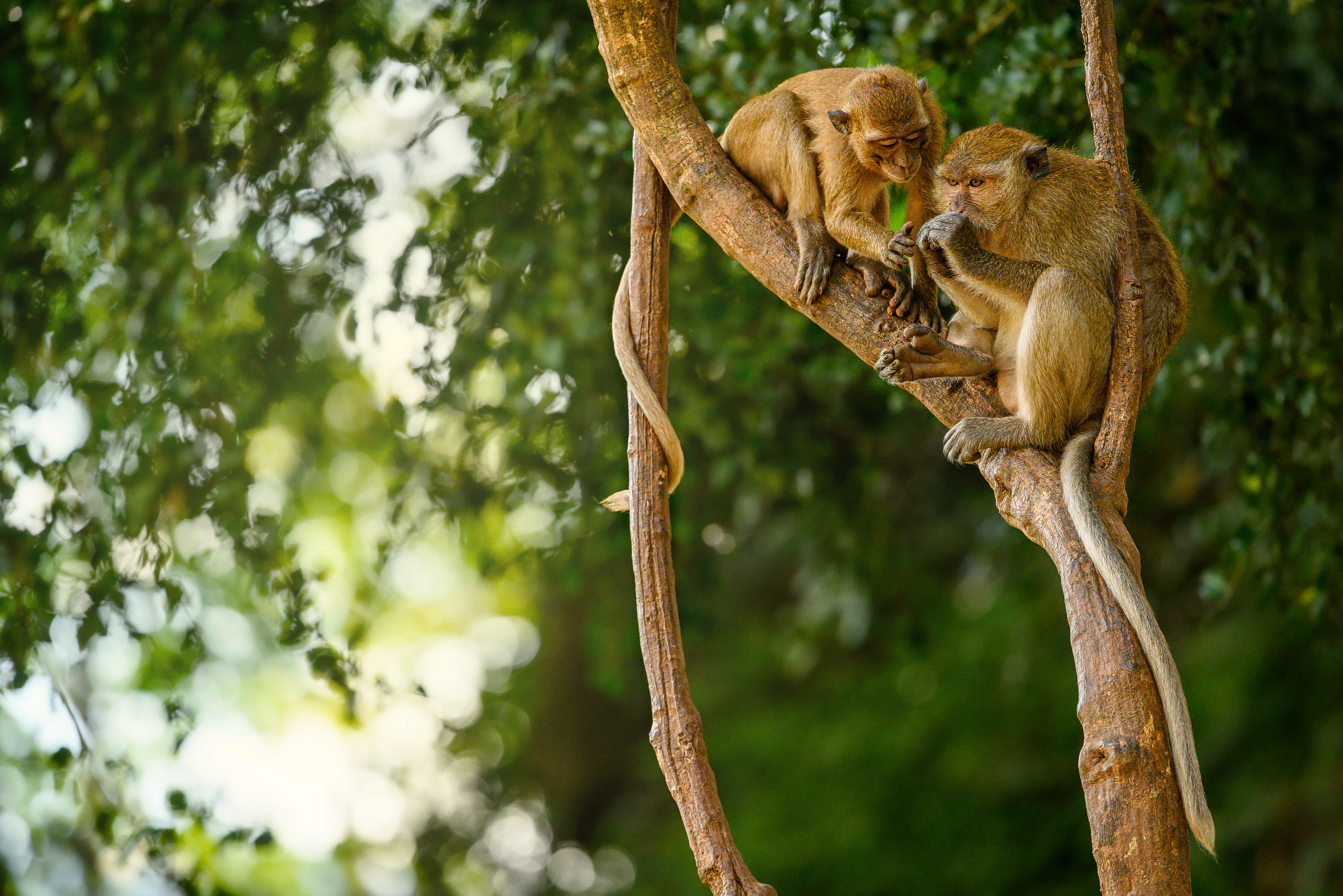 Apen bij Khao Sok nationaal park