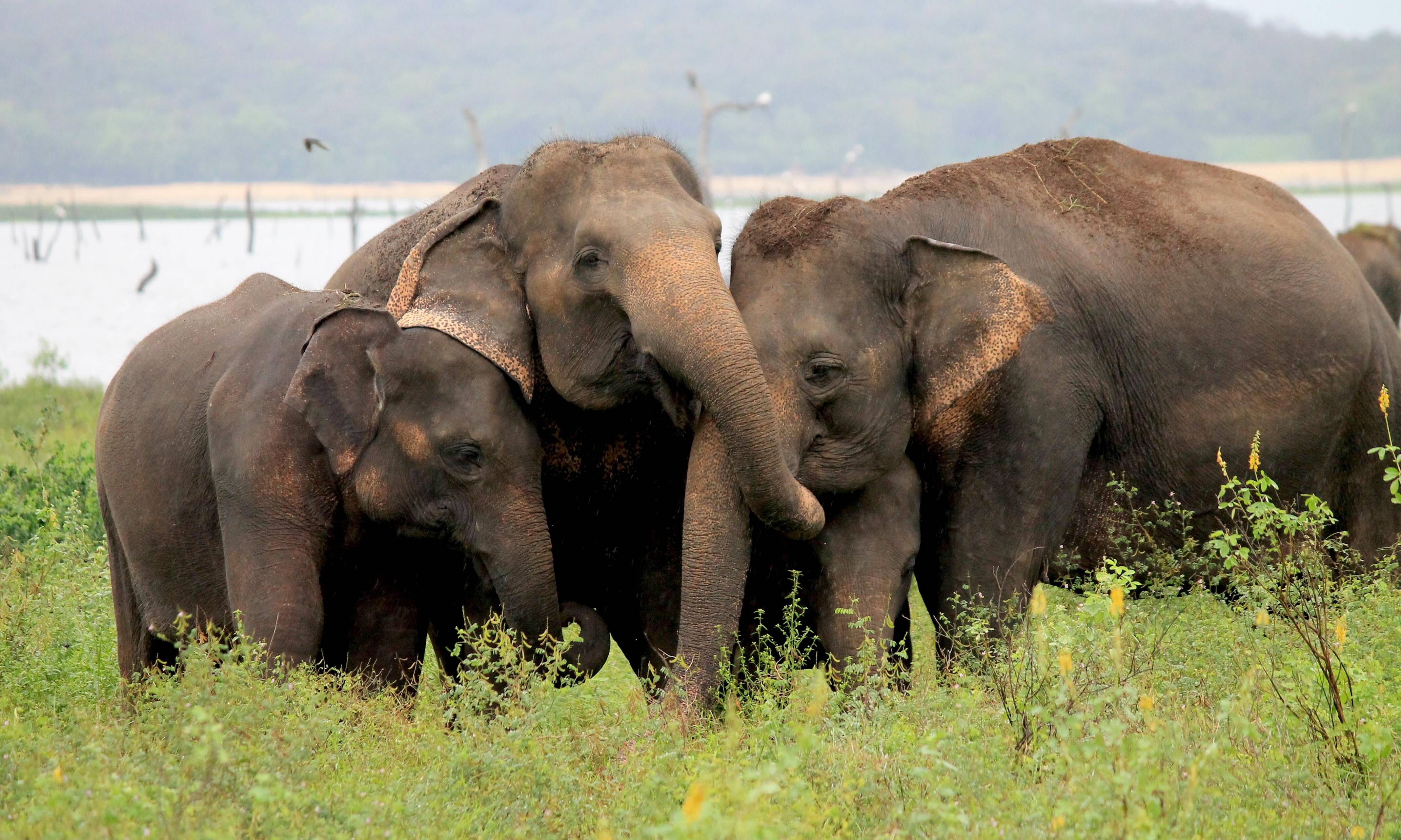 Sri-Lanka-Sigiriya-Jetwing-Vil-Uyana-Olifant