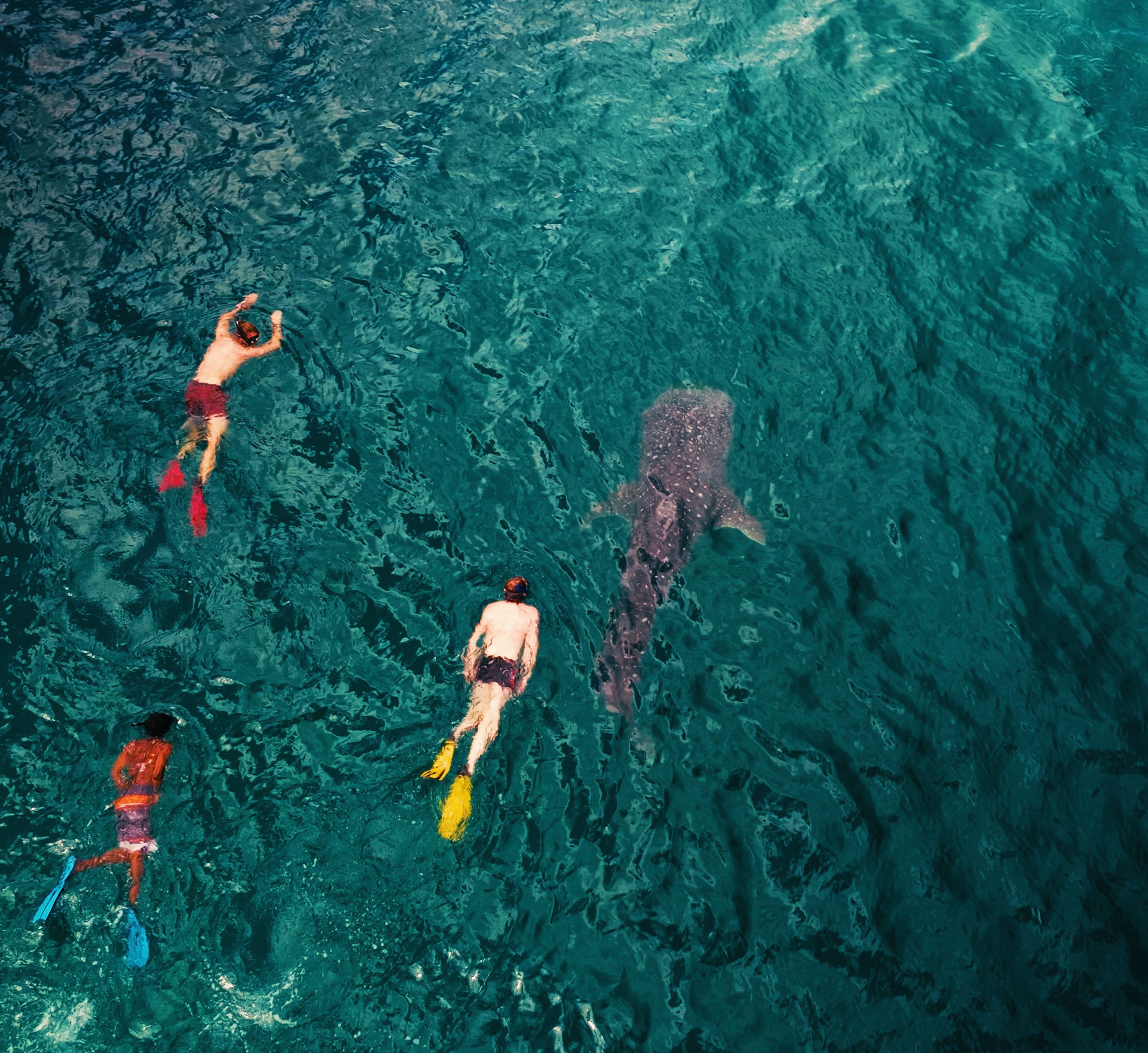Snorkelen met walvishaaien bij Mafia Island