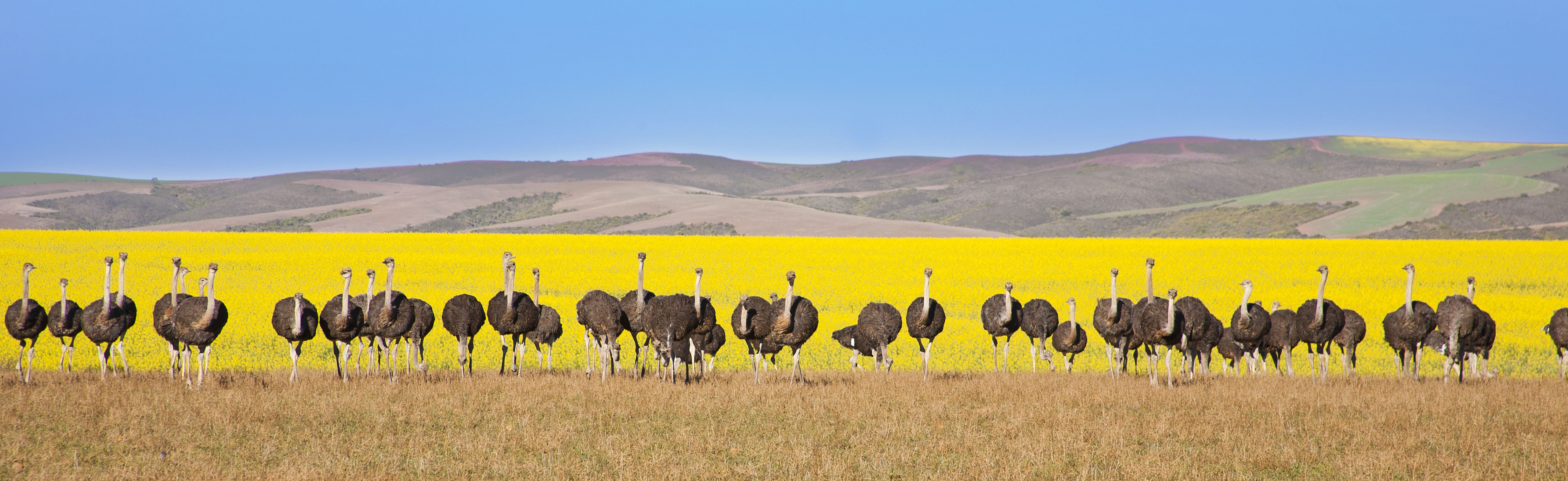zuid-afrika-oudtshoorn-panorama