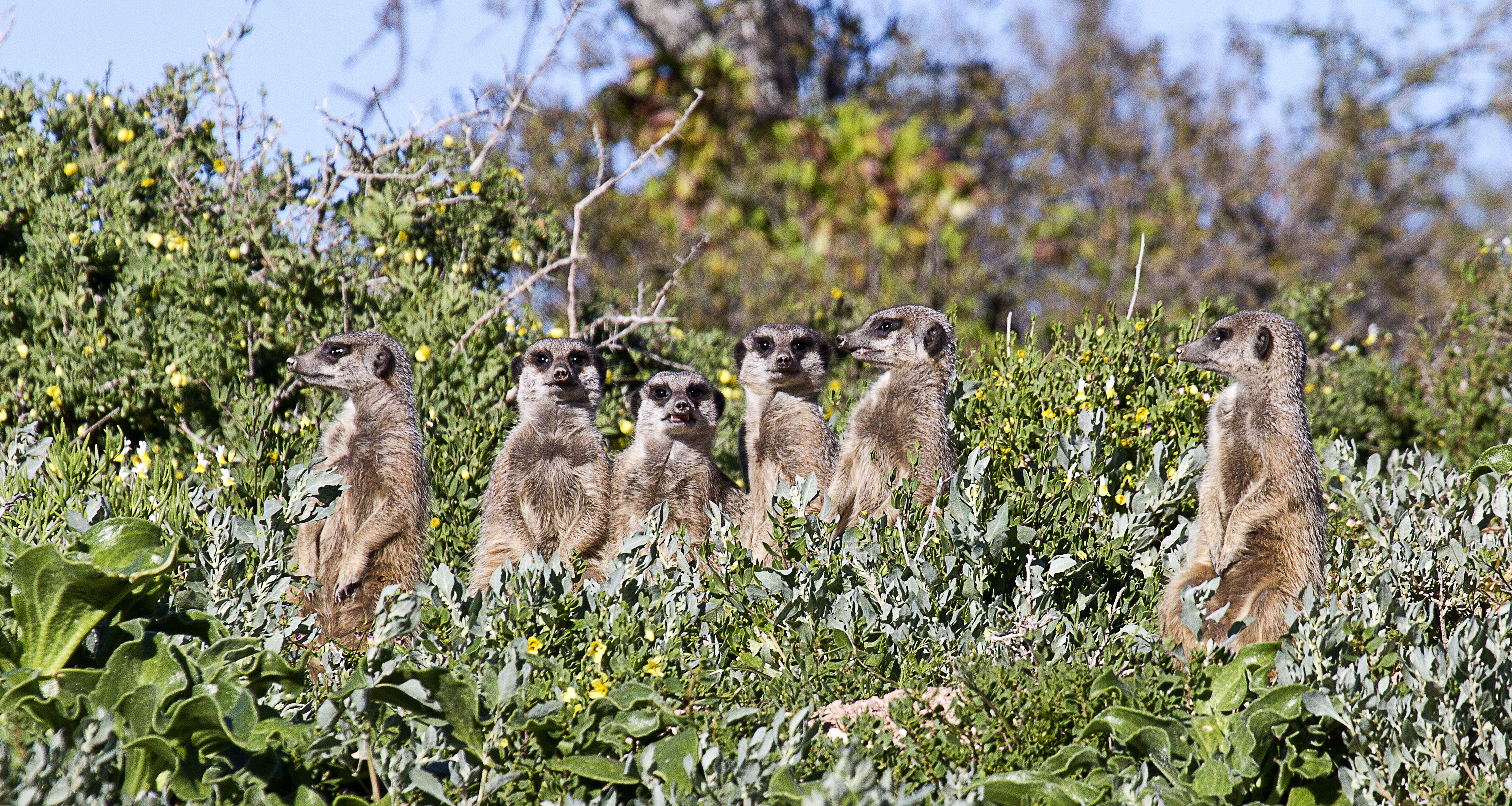 zuid-afrika-oudtshoorn-buffelsdrift-meerkat-safari