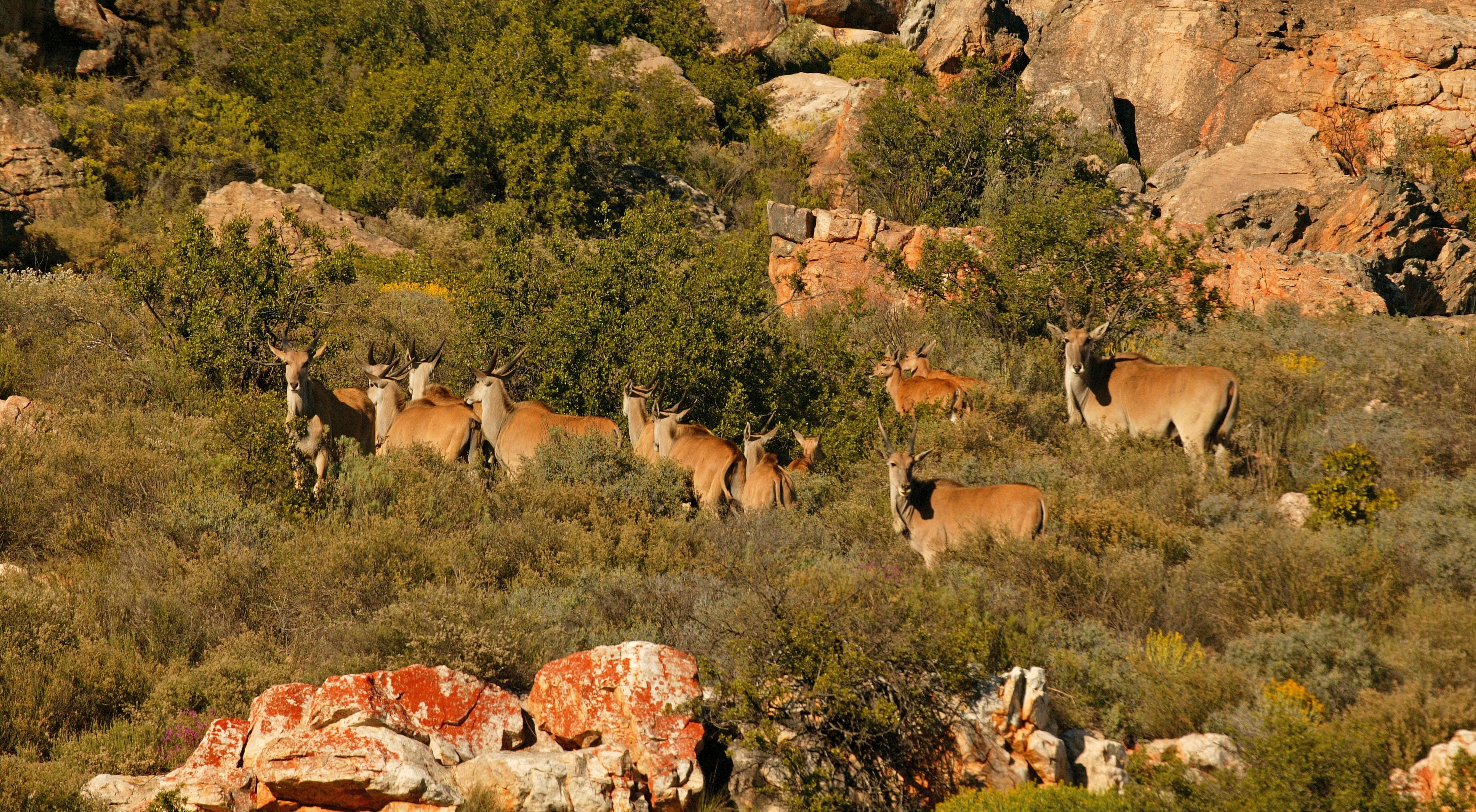 Zuid-Afrika-Cederbergen-Bushman-Kloof-Wilderness-Reserve-Wellness-Retreat-Dieren